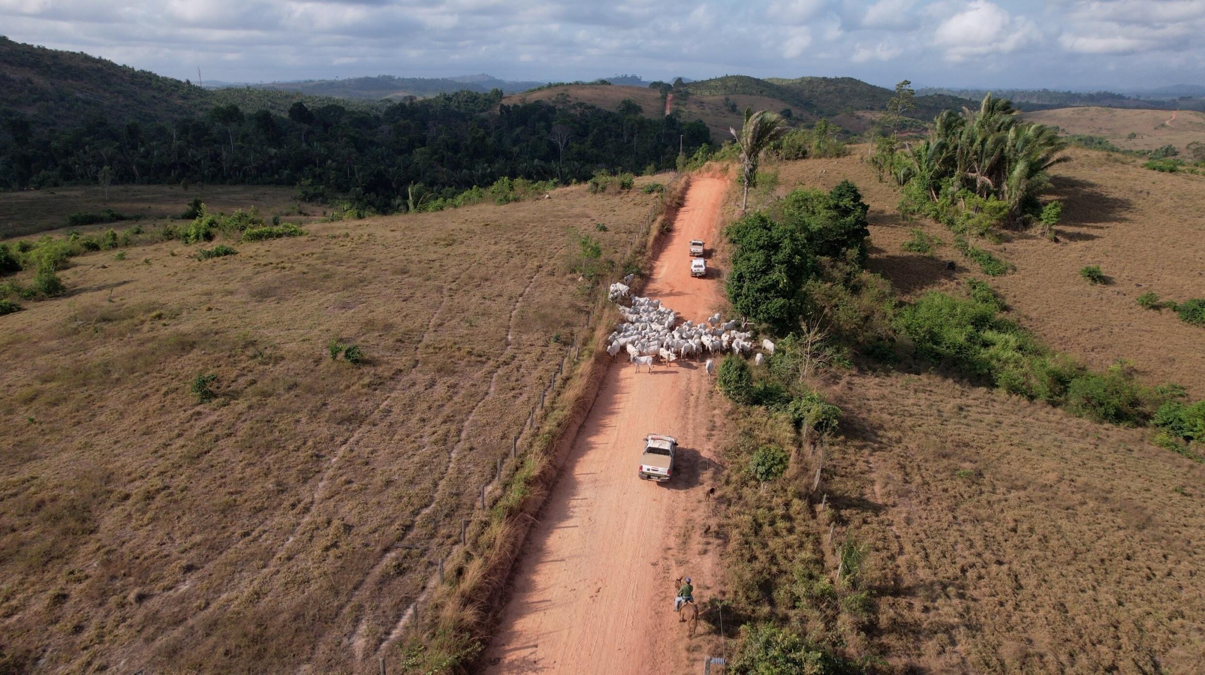 Auf den Straßen der Pacaja-Region wird der Ibama-Konvoi oft durch Rinderherden gebremst, die auf illegal gerodetem Land gehalten werden.