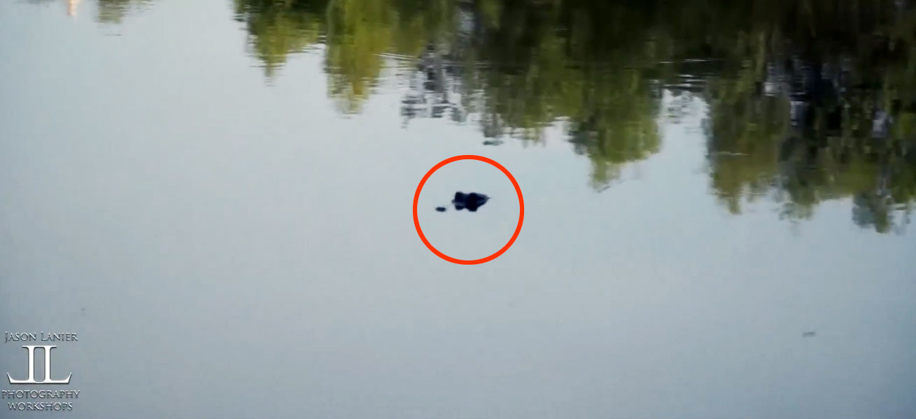 Ein Entdecker namens Jason Lanier besuchte den Park nach seiner Schließung und entdeckte im See schwimmende Alligatoren