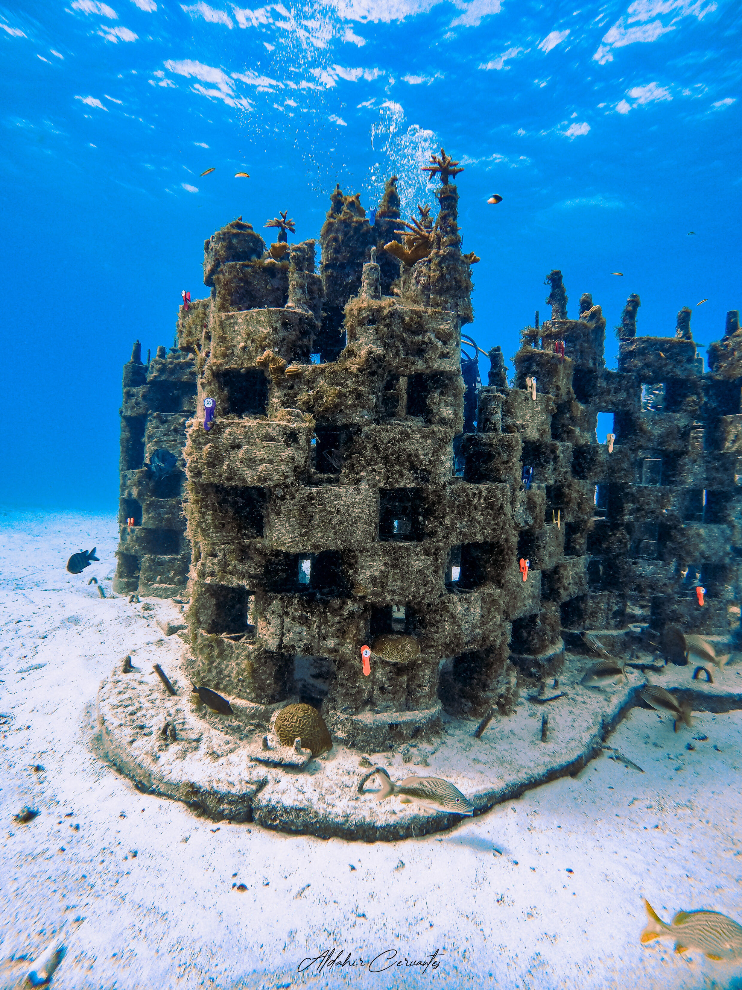 Der von Rrreefs entworfene Prototyp, hier nach seiner Installation im Oktober 2022 fotografiert, ist bereits von Korallen und Meereslebewesen bevölkert.