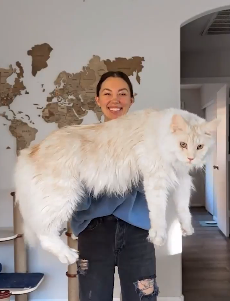 Die stolze Katzenmama kann ihr riesiges Baby kaum in den Armen halten