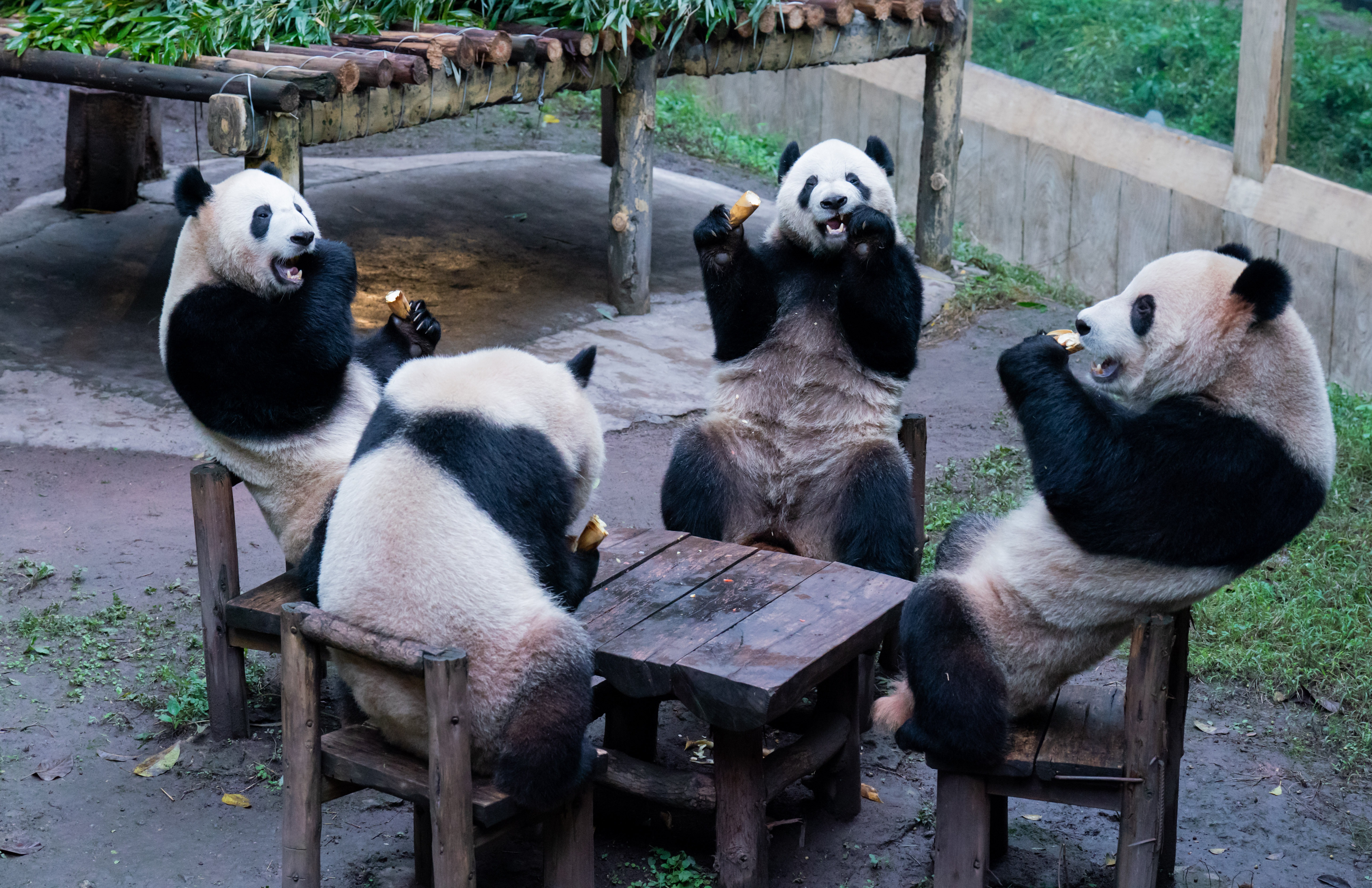 Vier Riesenpandas machen ein Picknick in China – und warten auf zwei Freunde, die nach 12 Jahren in Schottland nach Hause fliegen