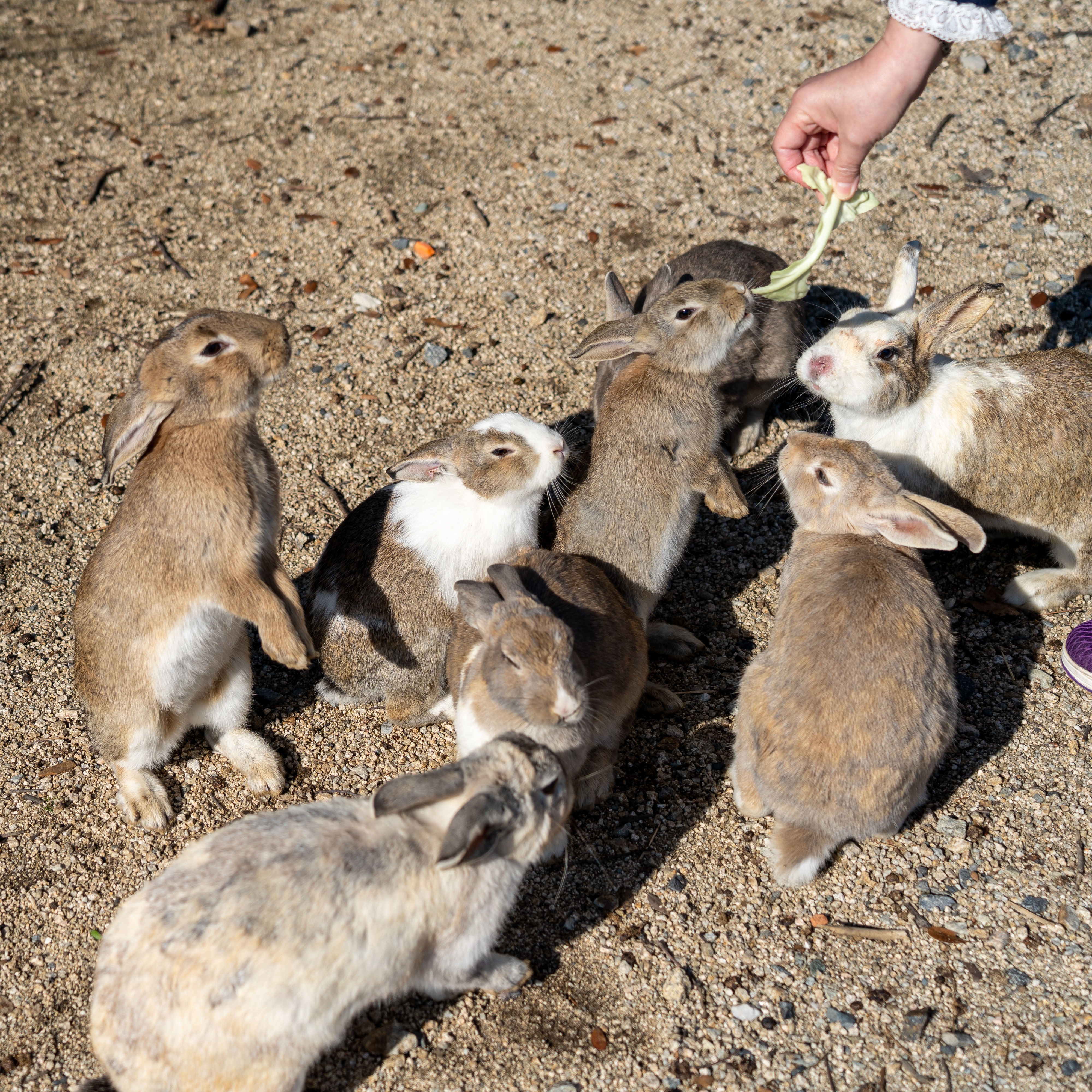 Es wird geschätzt, dass Okunoshima mittlerweile von mehr als 1.000 Kaninchen bevölkert ist