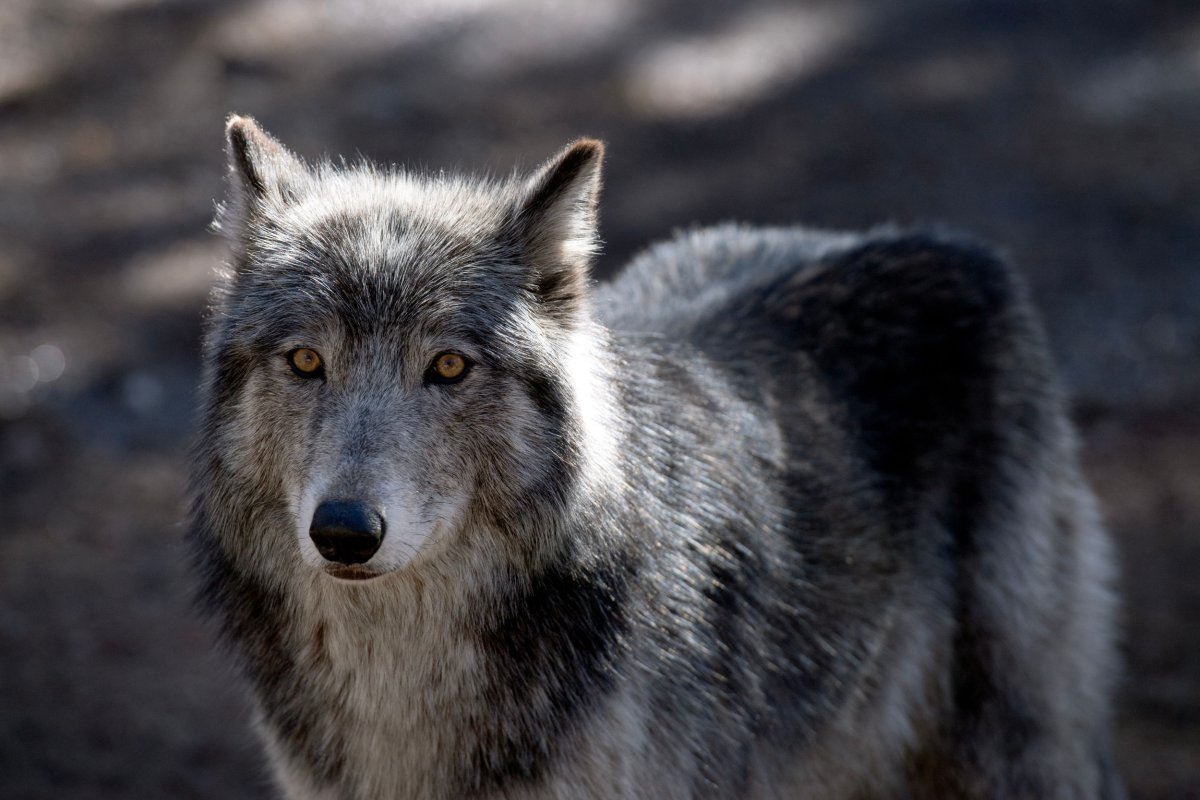 Wolf Colorado