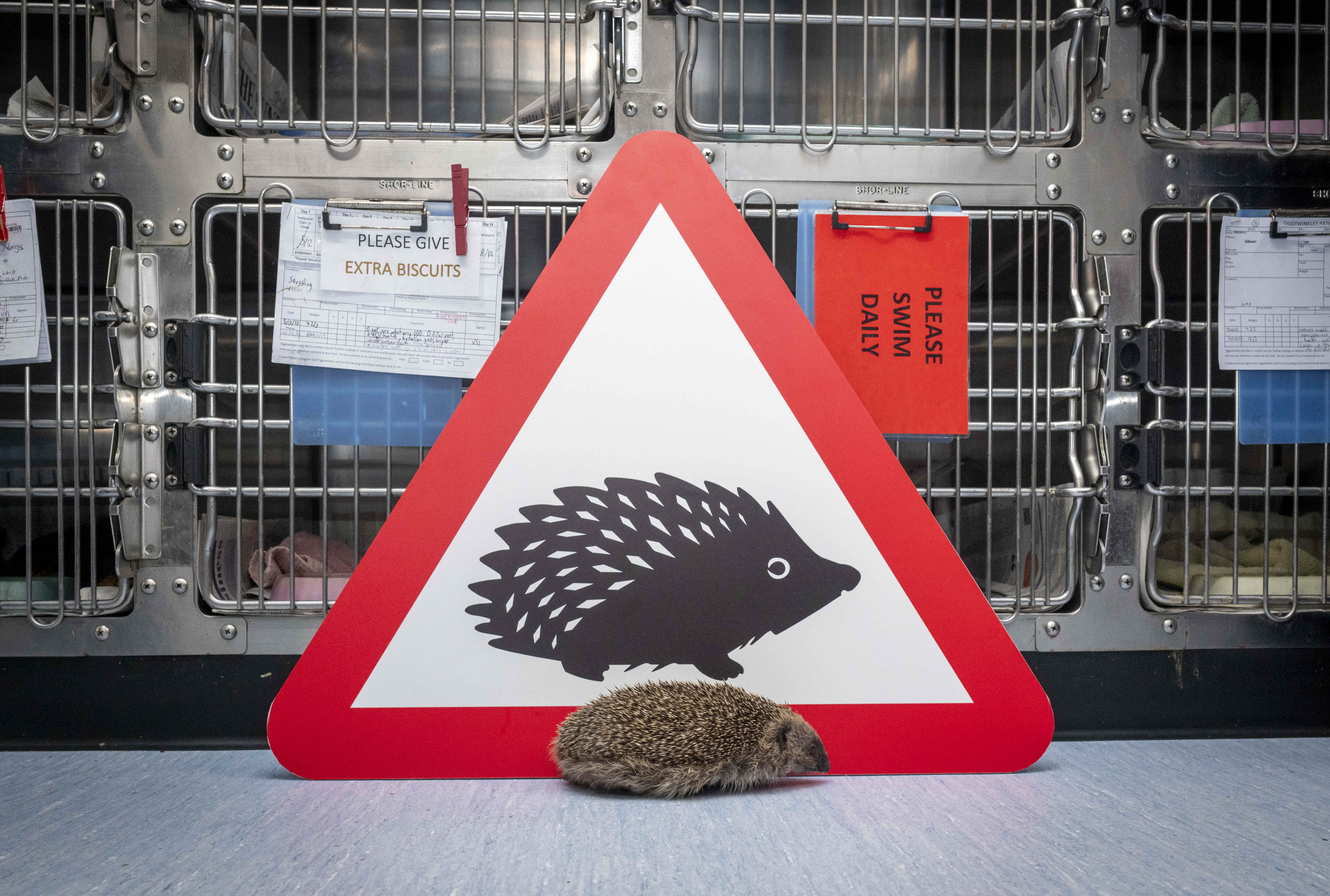 Ein Igel posiert vor dem Straßenschild für kleine Säugetiere, das erstmals 2019 veröffentlicht wurde