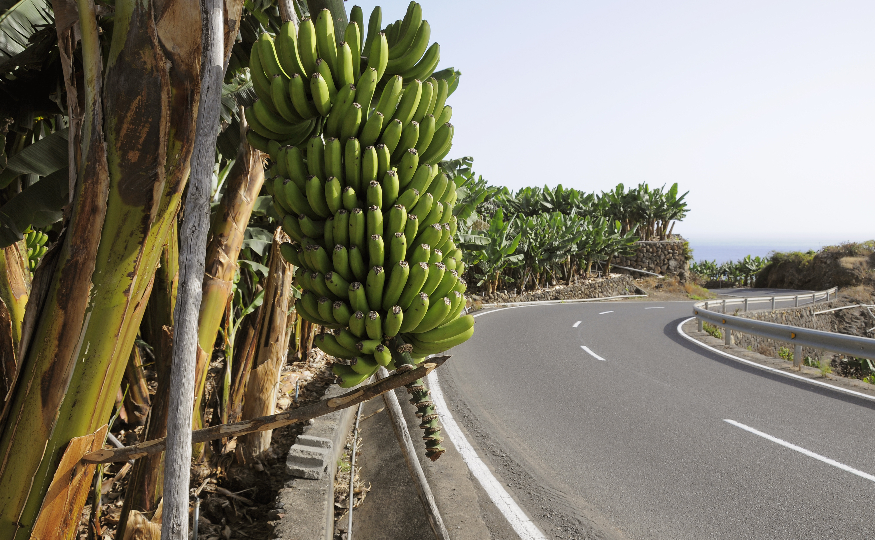 La Palma exportiert jedes Jahr die meisten Bananen Spaniens – außerdem Mangos, Avocados und Papayas