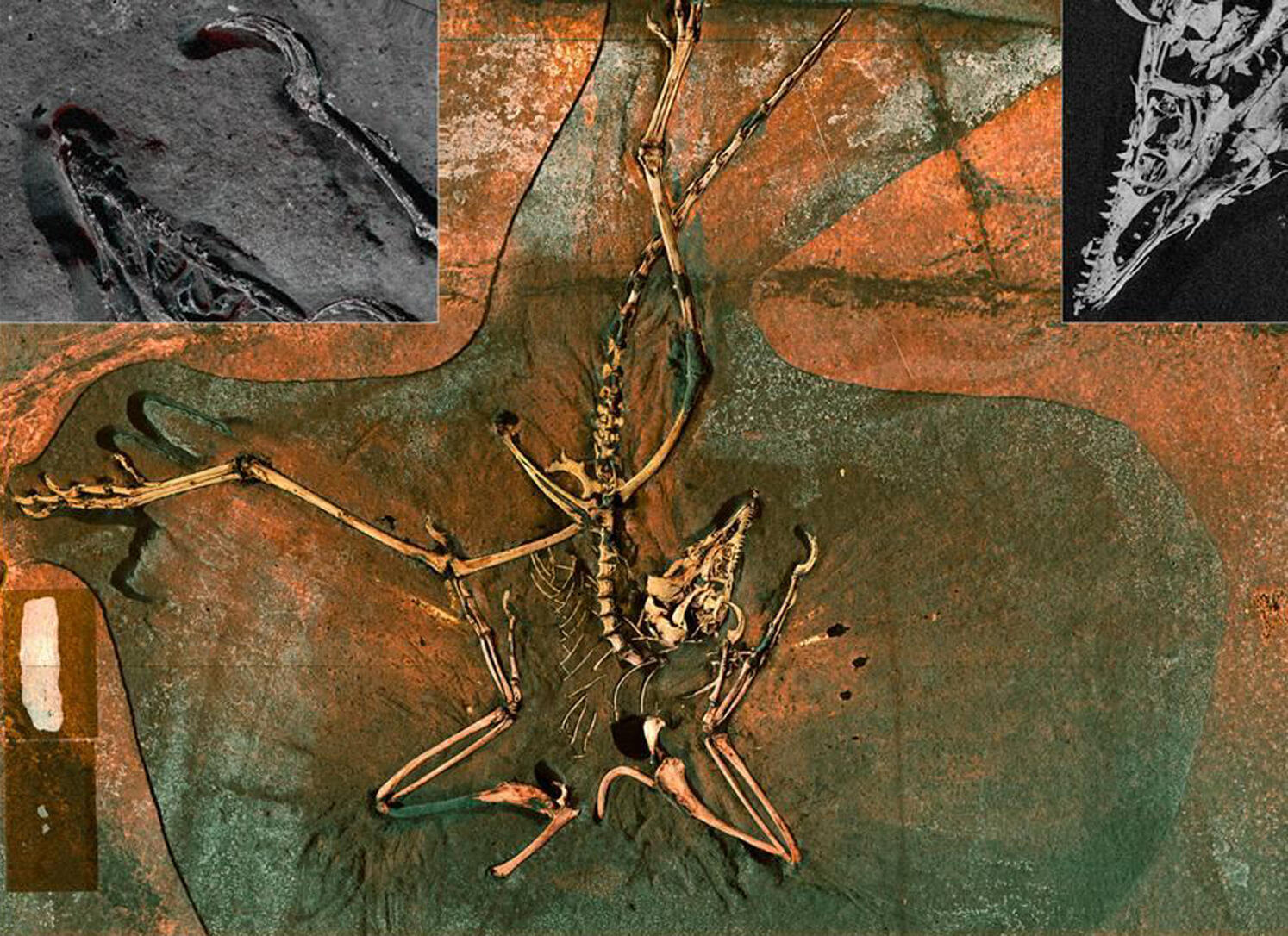 Ein Archaeopteryx-Fossil, in Betracht gezogen "Le Premier Oiseau de l'Histoire"fotografiert im Jahr 2010.