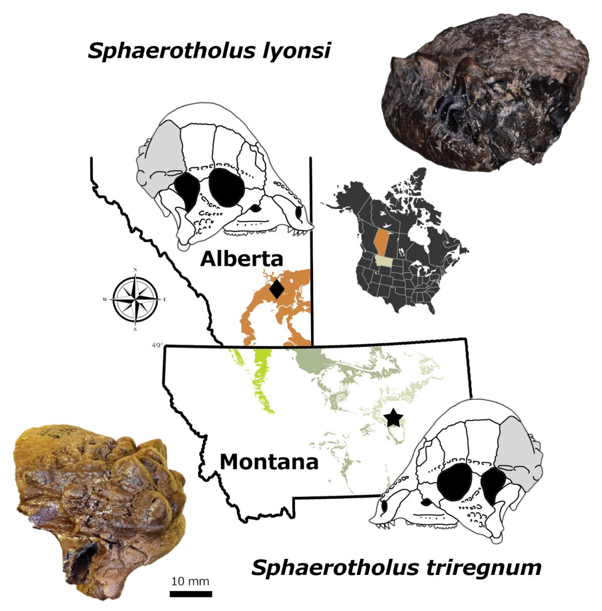 Karte von zwei neuen Pachycephalosaurier-Entdeckungen