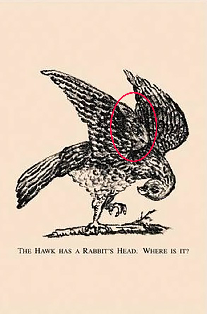 Der Kopf des Hasen befindet sich auf dem Flügel des Habichts