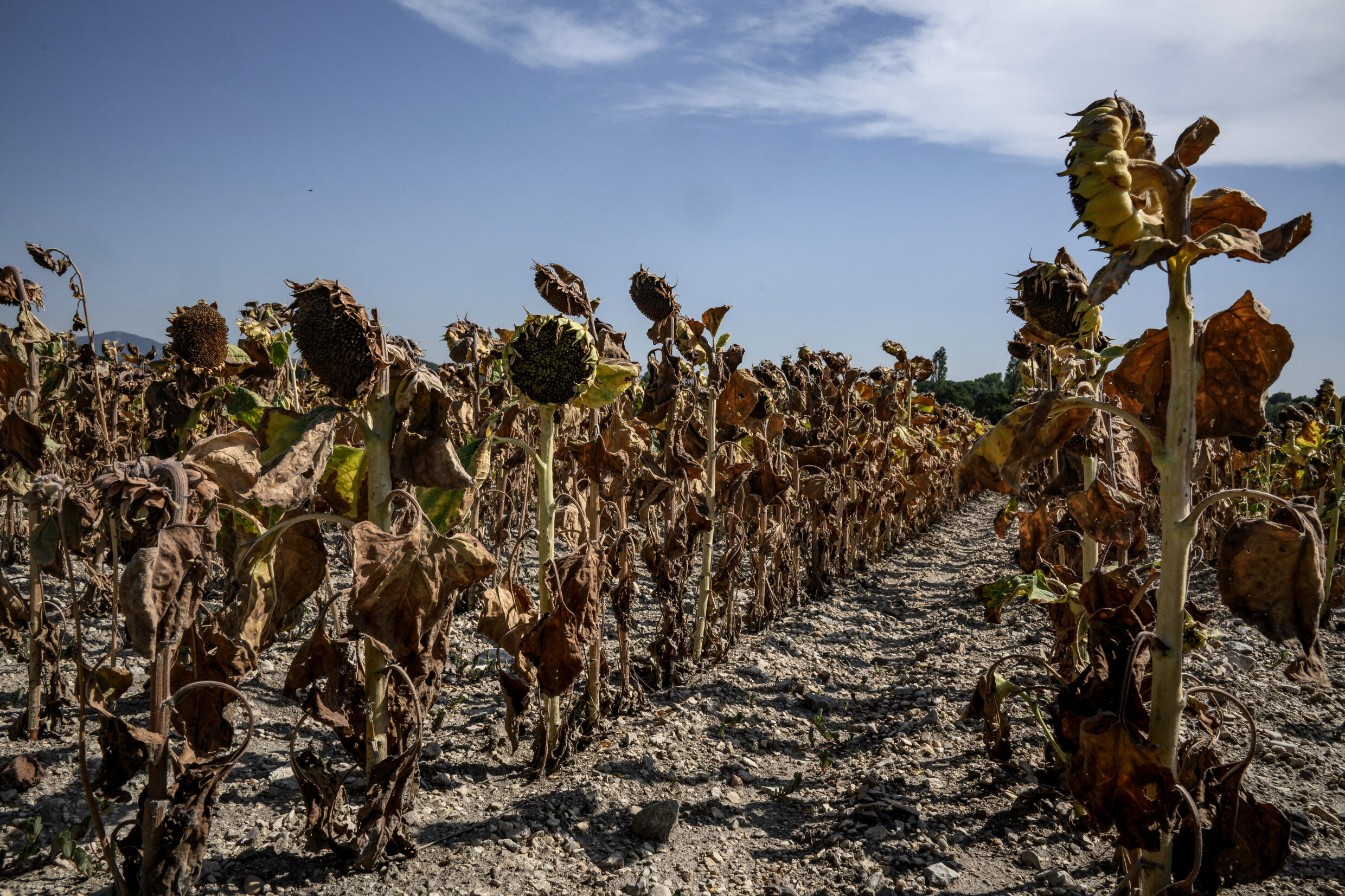 Burnt sunflowers pictured in a field near the village of Puy Saint Martin, in southeastern France, on August 22, 2023.