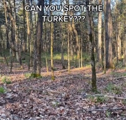 Wie schnell können Sie den wilden Truthahn in der Waldszene erkennen?