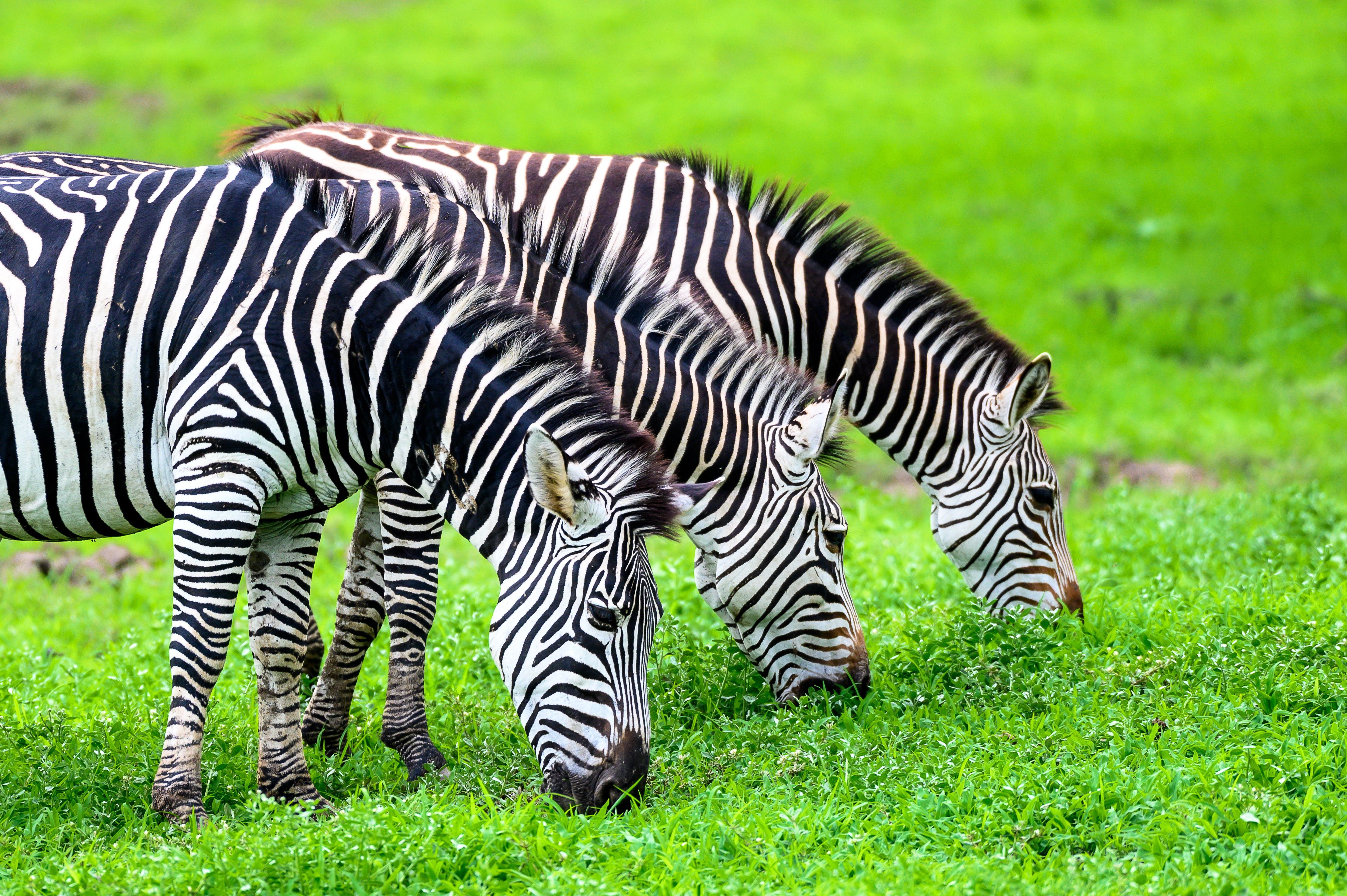 Das südafrikanische Land bietet Natur vom Feinsten, mit einer Fülle von Nationalparks voller Wildtiere