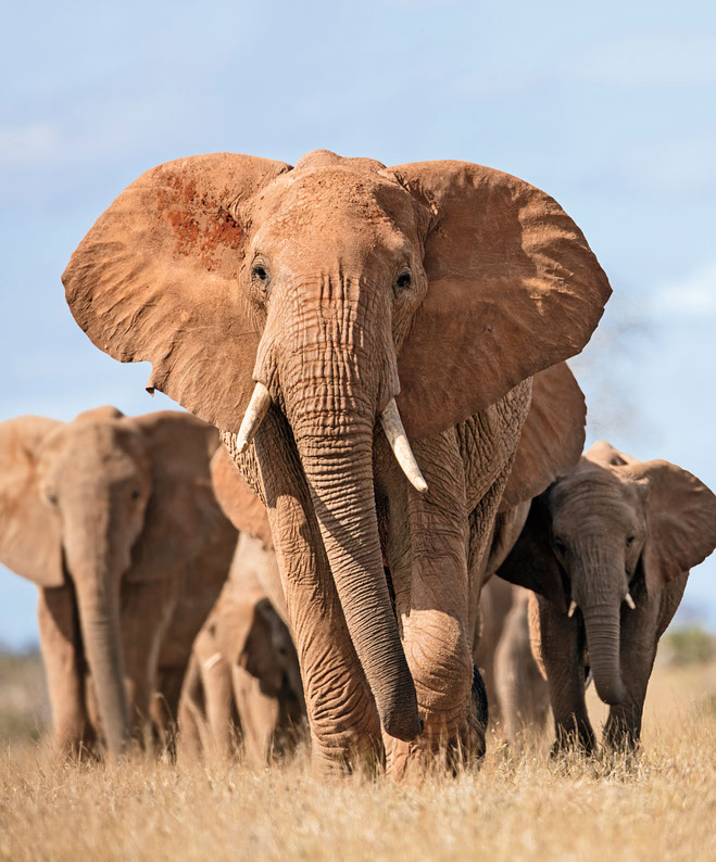 Eine Elefantenherde wandert durch den Tsavo-East-Nationalpark in Kenia