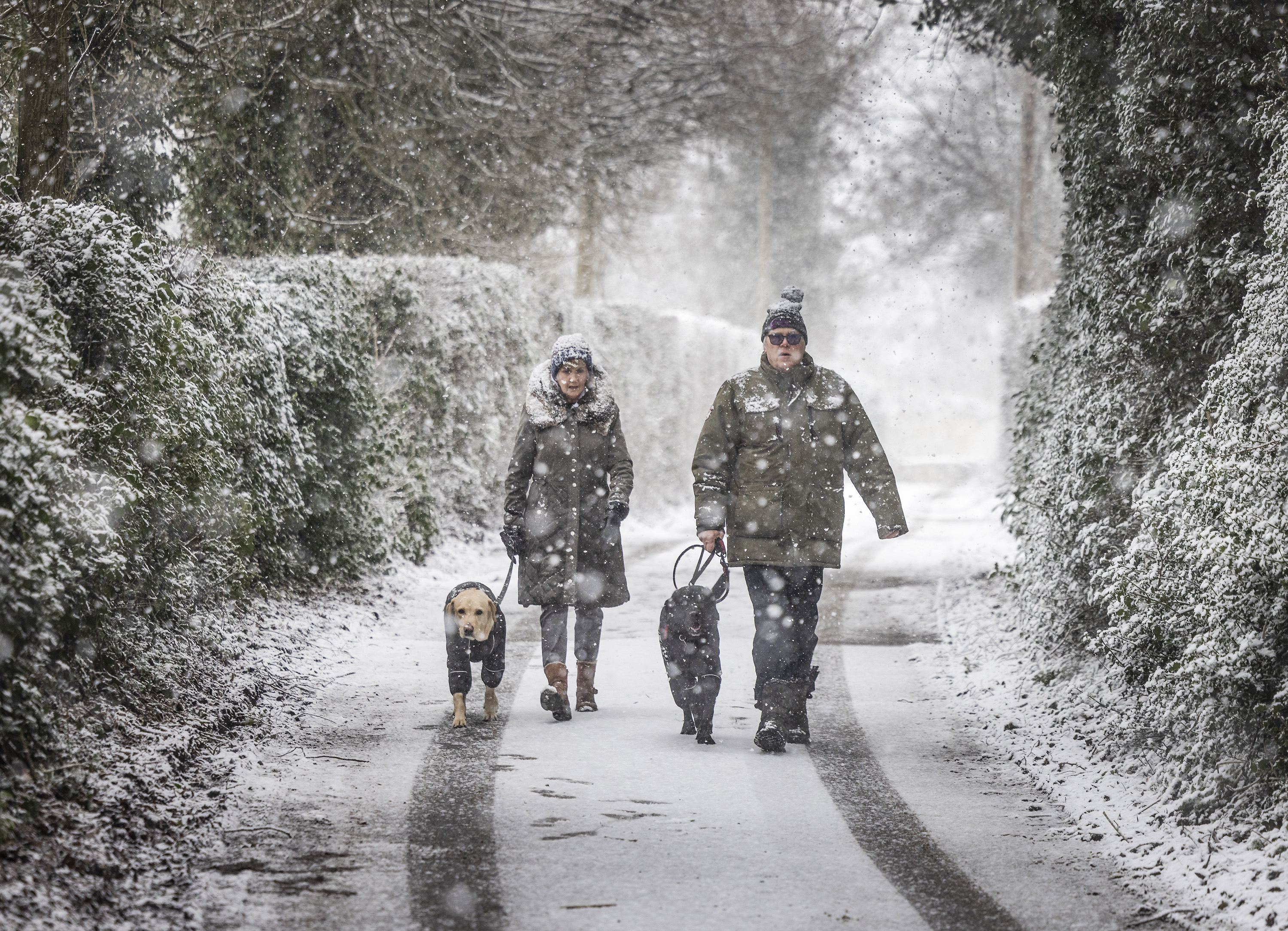 Ein Paar geht mit seinen Hunden spazieren, während in Ash in Kent Schnee fällt