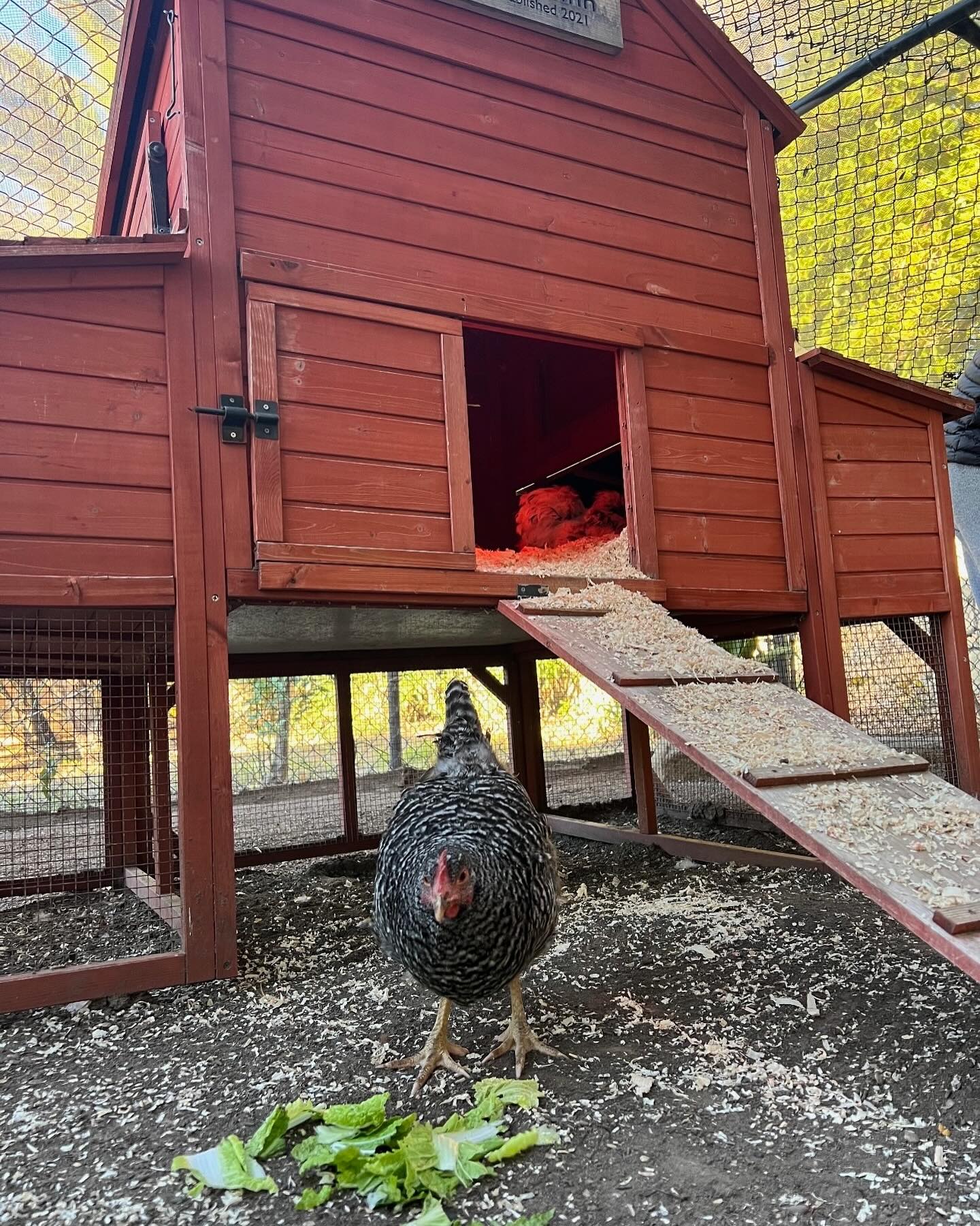 Sinkie, das gerettete Huhn, genießt angeblich ihr neues Leben im Hühnerstall der Sussexes in Kalifornien