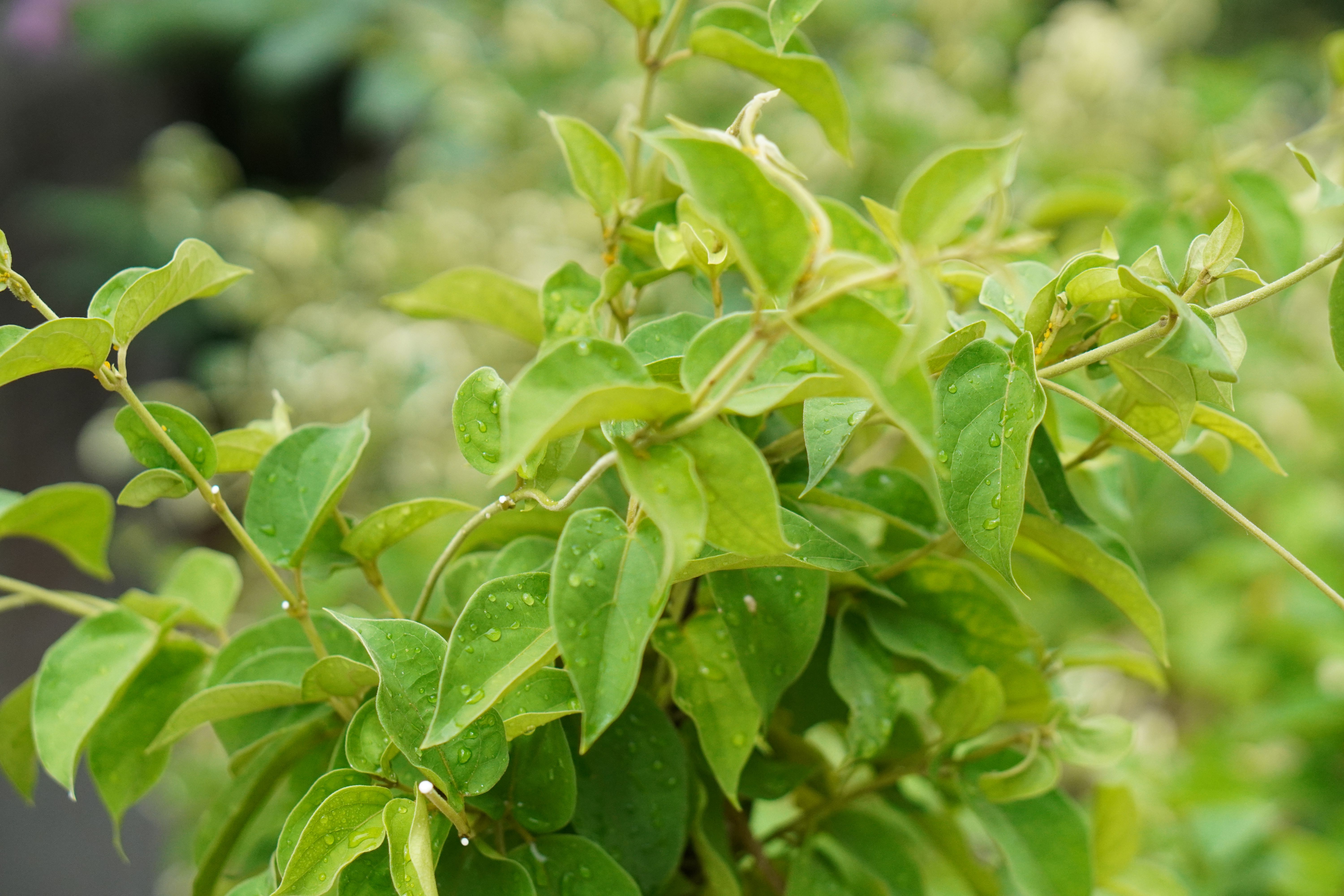 Bei Heißhungerattacken kann die Pflanze Gymnema helfen, die als Nahrungsergänzungsmittel erhältlich ist