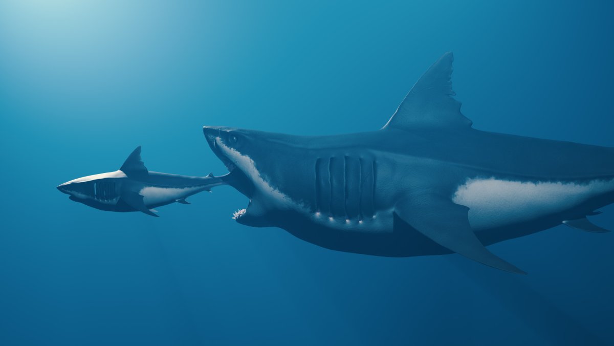 Megalodon und Weißer Hai 