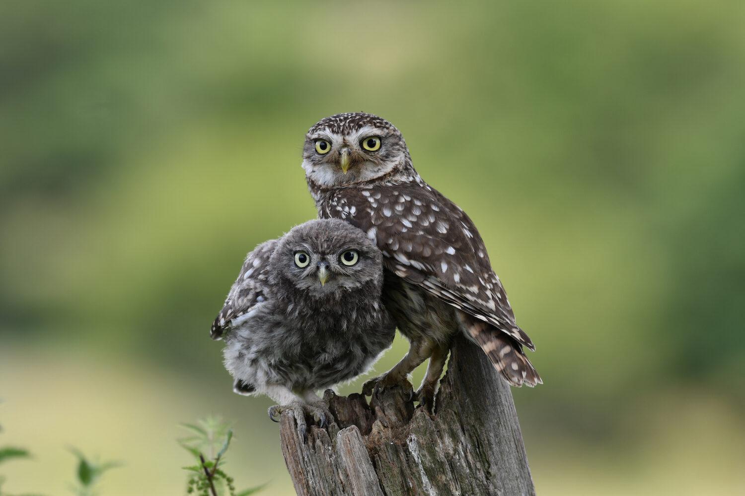 Little owls at the Knepp estate in Sussex