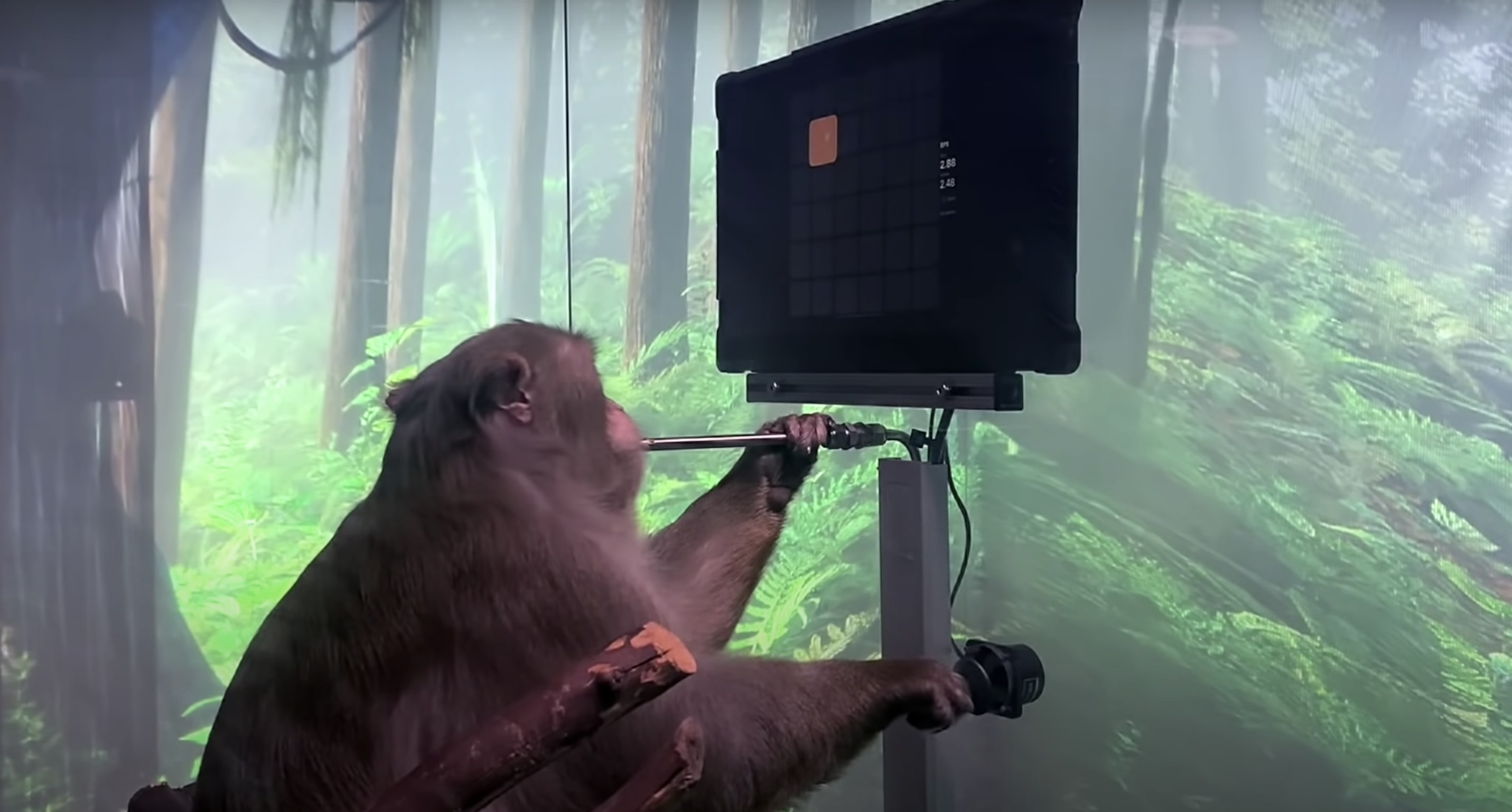 Erste Tests wurden an Makaken, einer Primatenart, durchgeführt. Bei einem Test nutzte das Tier seinen Geist über eine drahtlose Verbindung, um einen Joystick zu bedienen