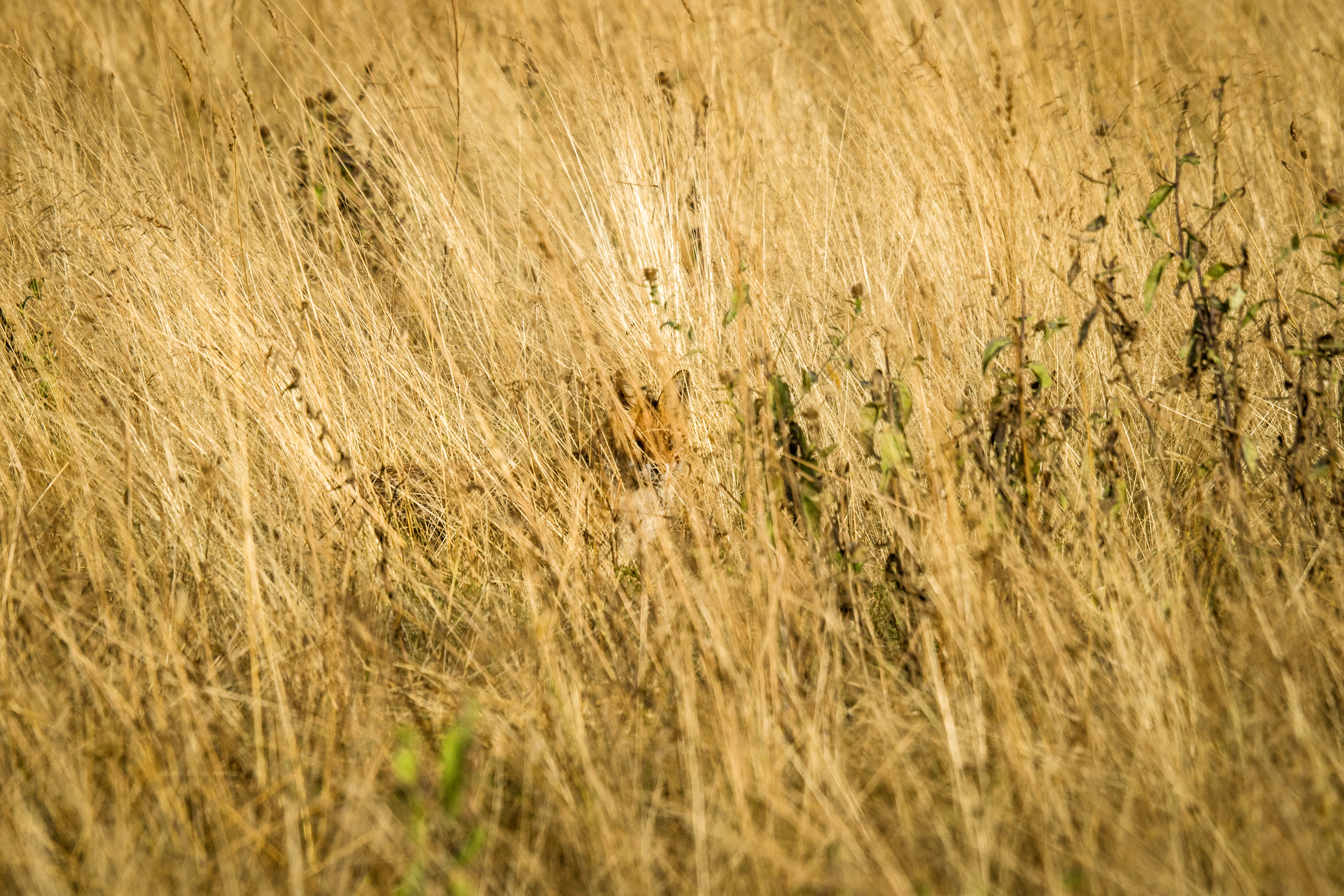 Können Sie den Fuchs entdecken, der sich im Gras versteckt?