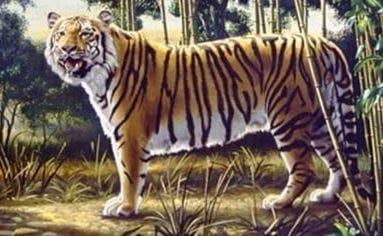 Versuchen Sie, den zweiten Tiger auf diesem Bild zu erkennen