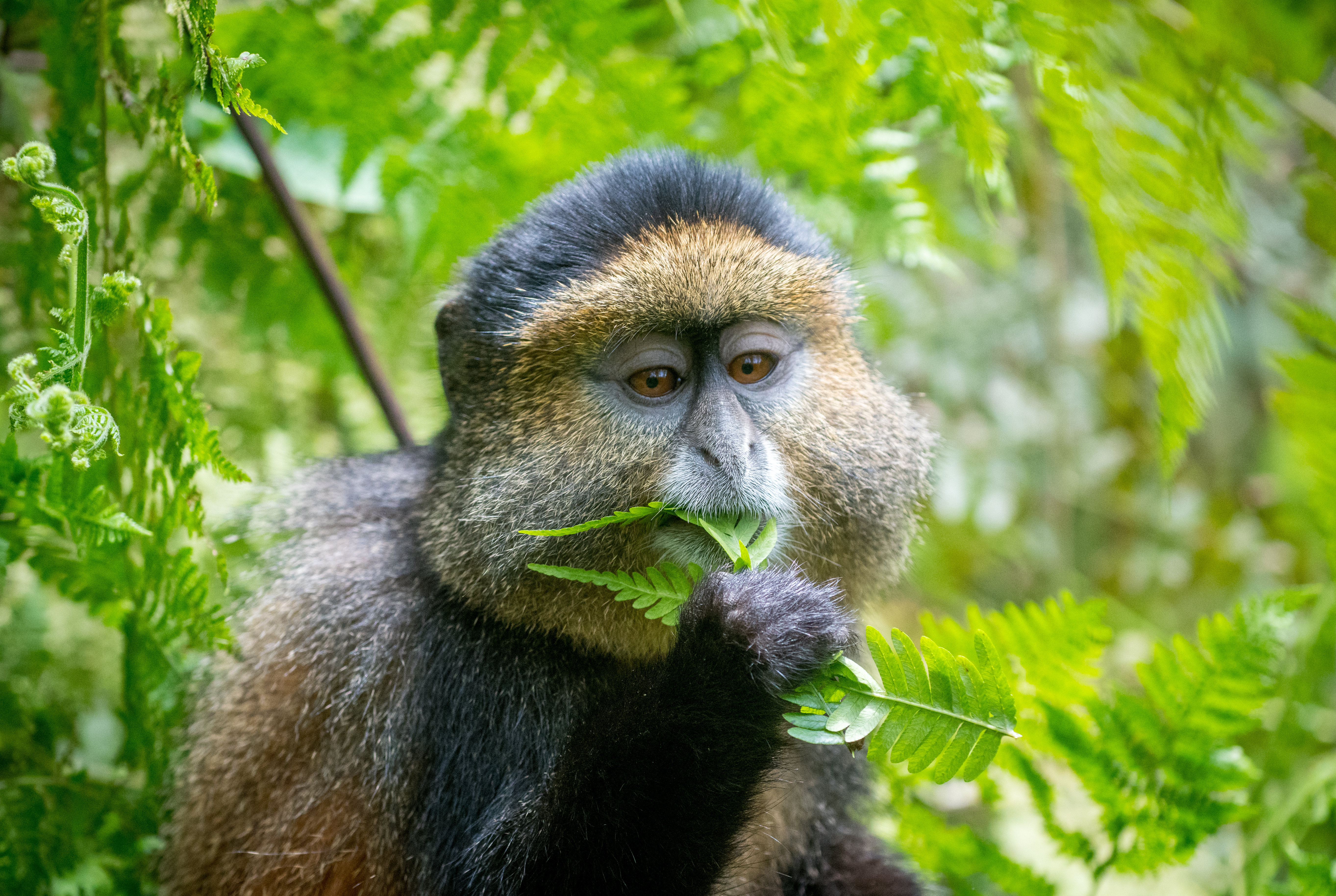 Ein Affe genießt einen grünen Leckerbissen im Volcanoes-Nationalpark in Ruanda