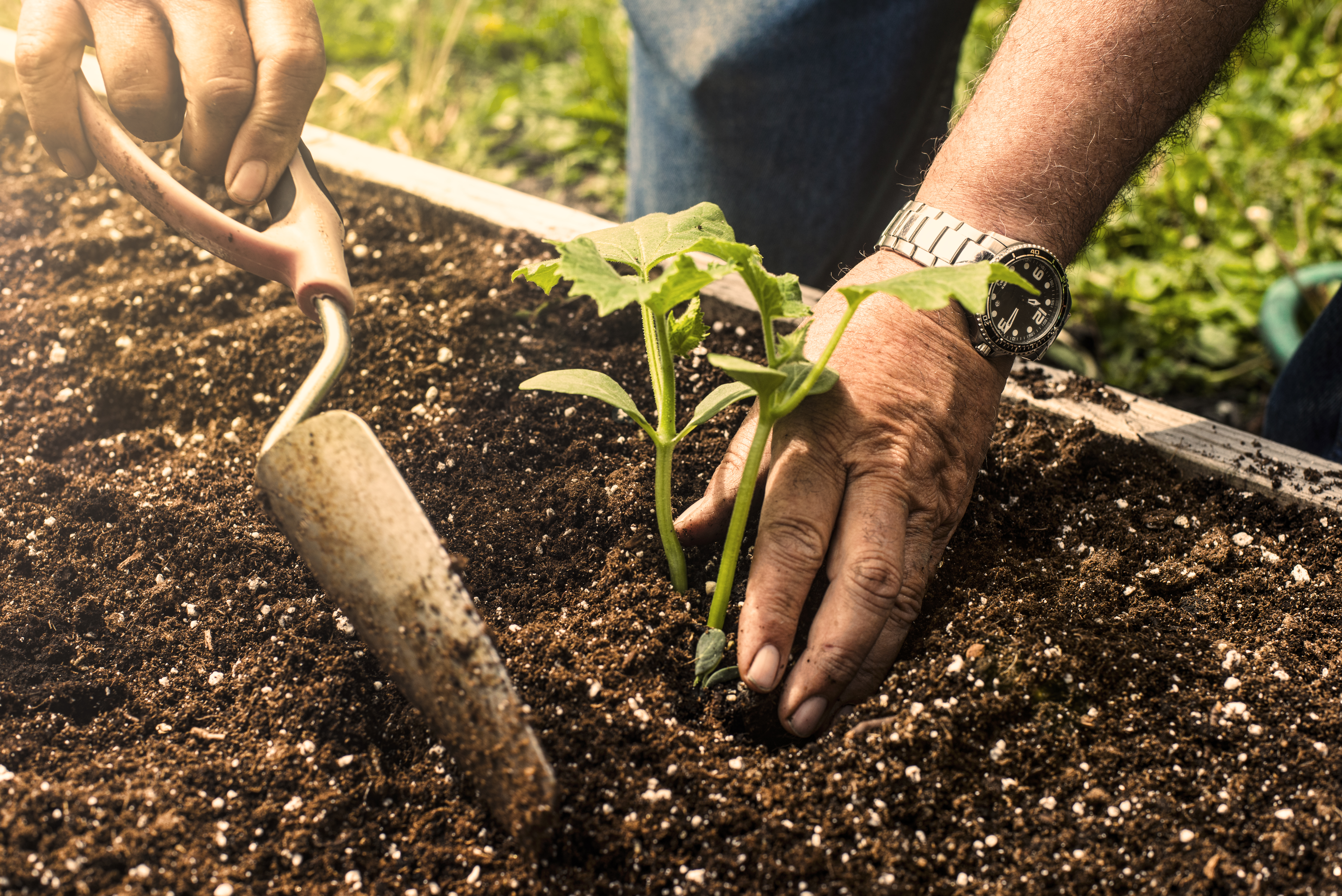 Fügen Sie Ihren Gemüsebeeten organisches Material hinzu, um sie für die Bepflanzung vorzubereiten