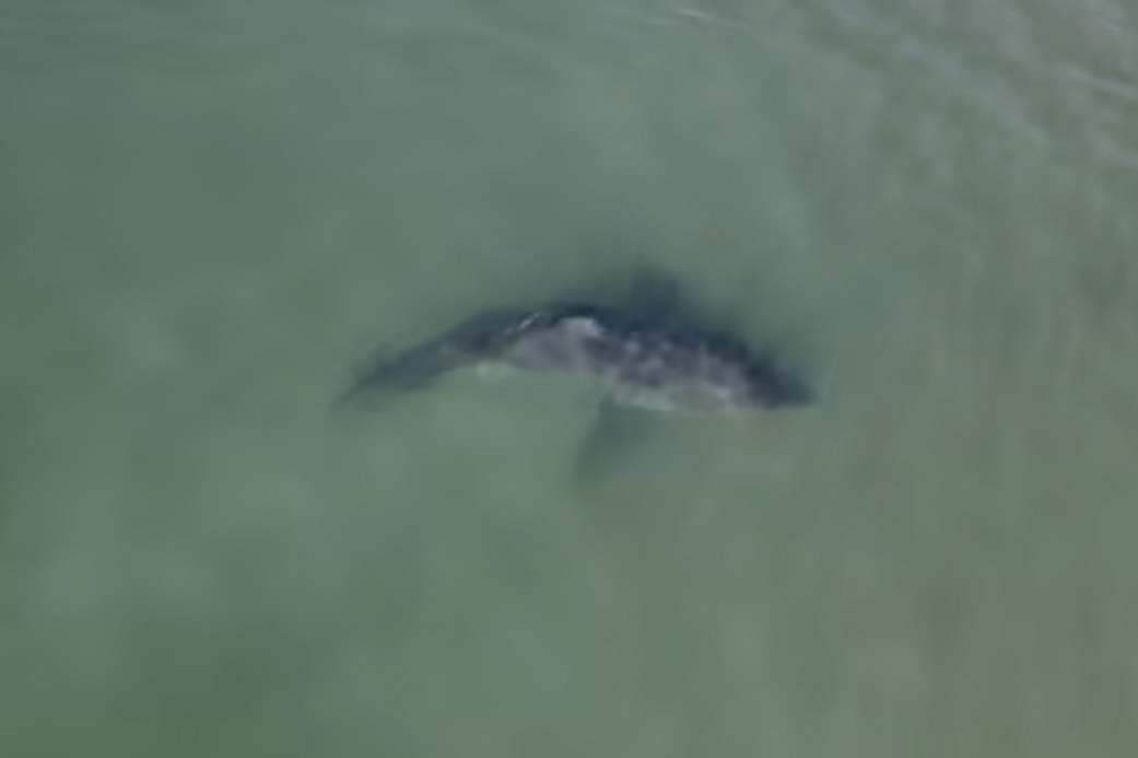 Drohnenaufnahmen zeigen den Weißen Hai
