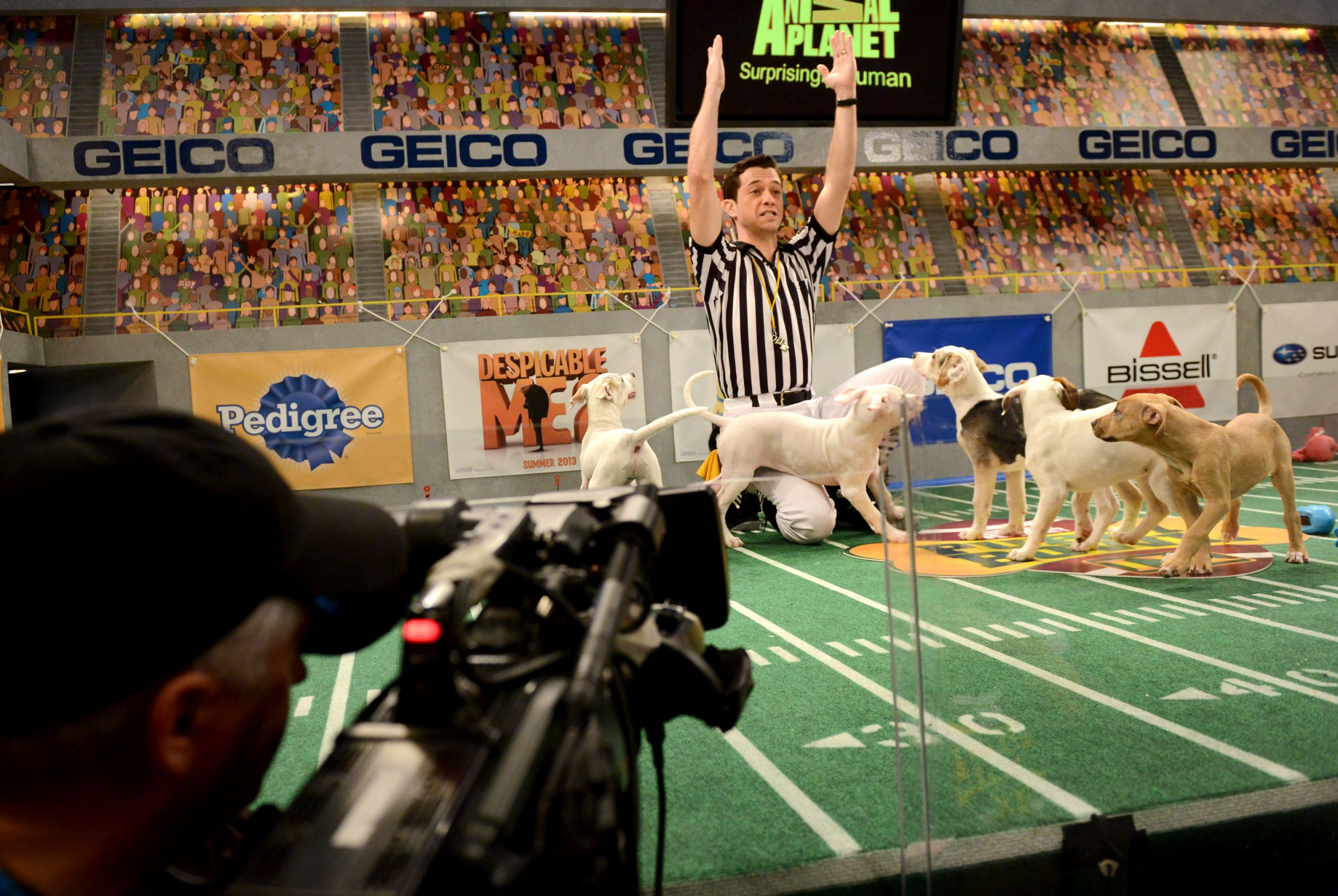 Puppy Bowl 2023 wird am Sonntag, 12. Februar 2023, auf Animal Planet und auf Discovery+ gezeigt.