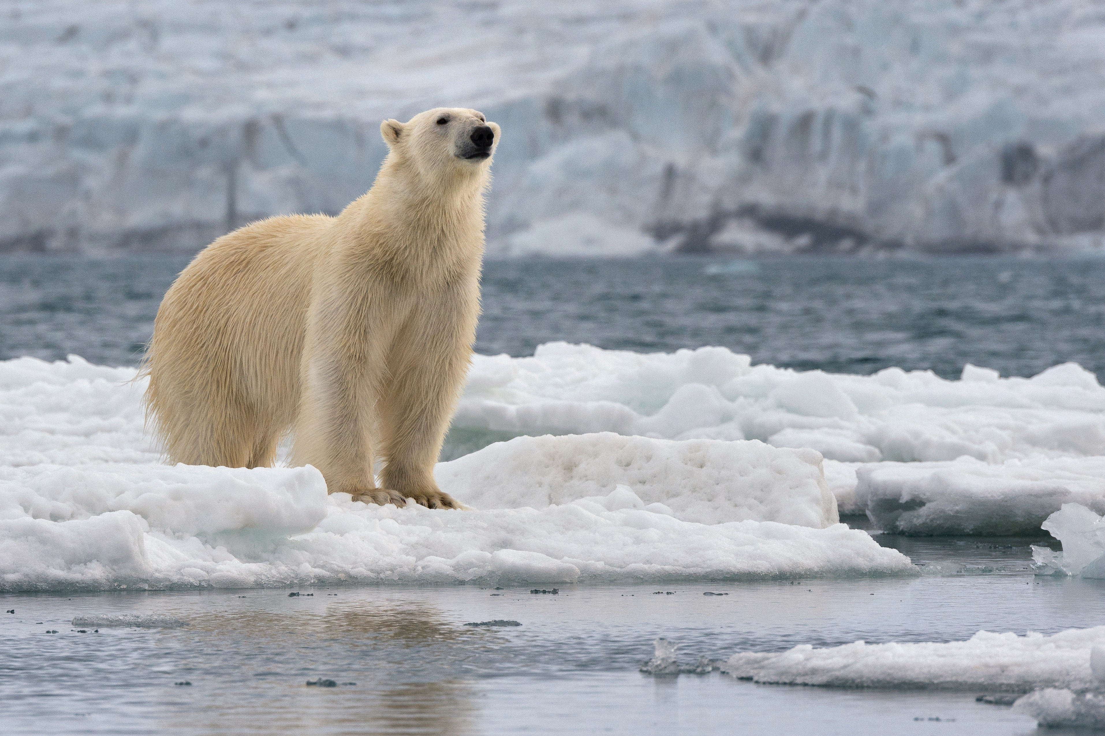 Auf der Insel gibt es mehr Eisbären als Menschen
