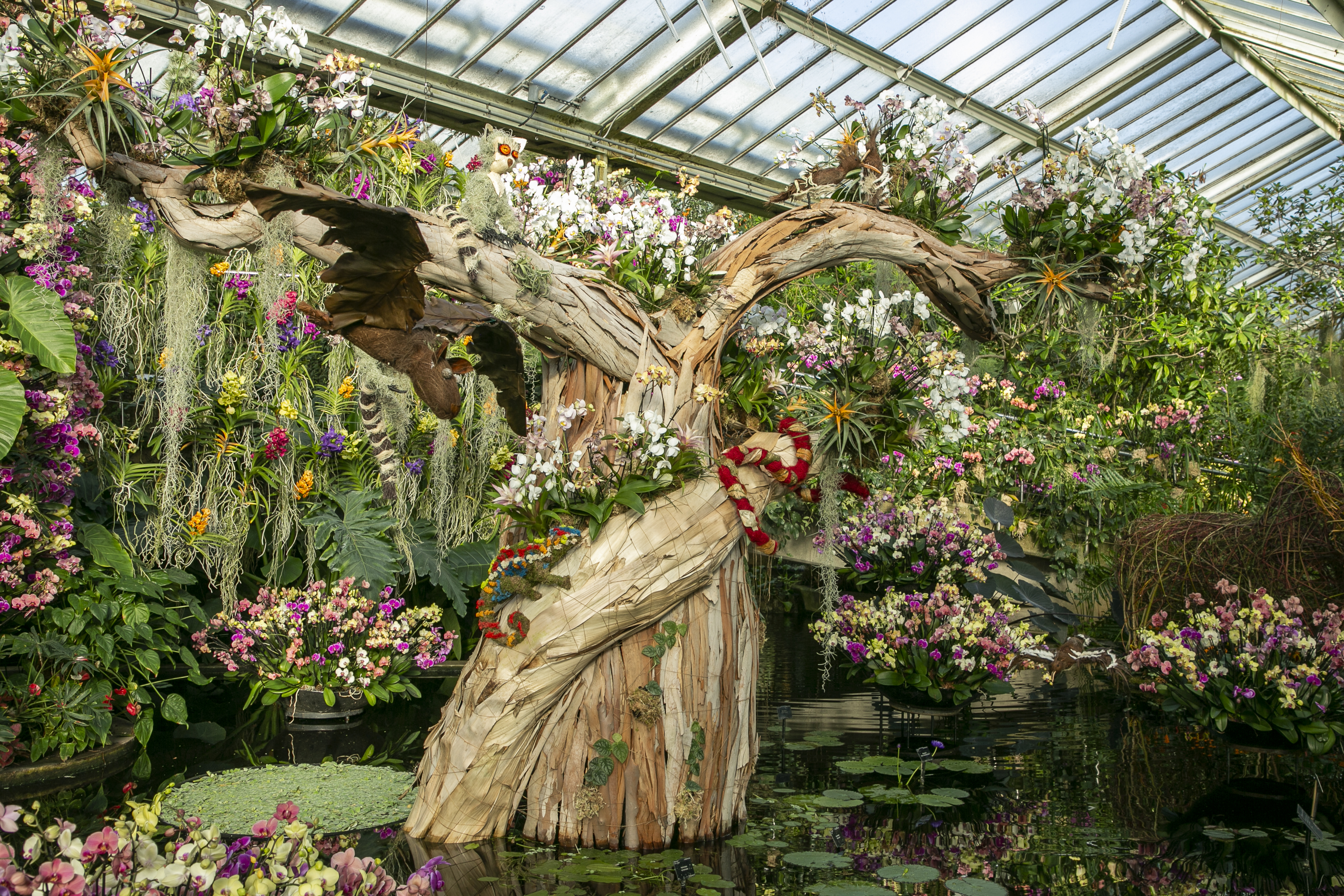 Das Orchideenfestival in Kew ist absolut fantastisch und einen Besuch wert.