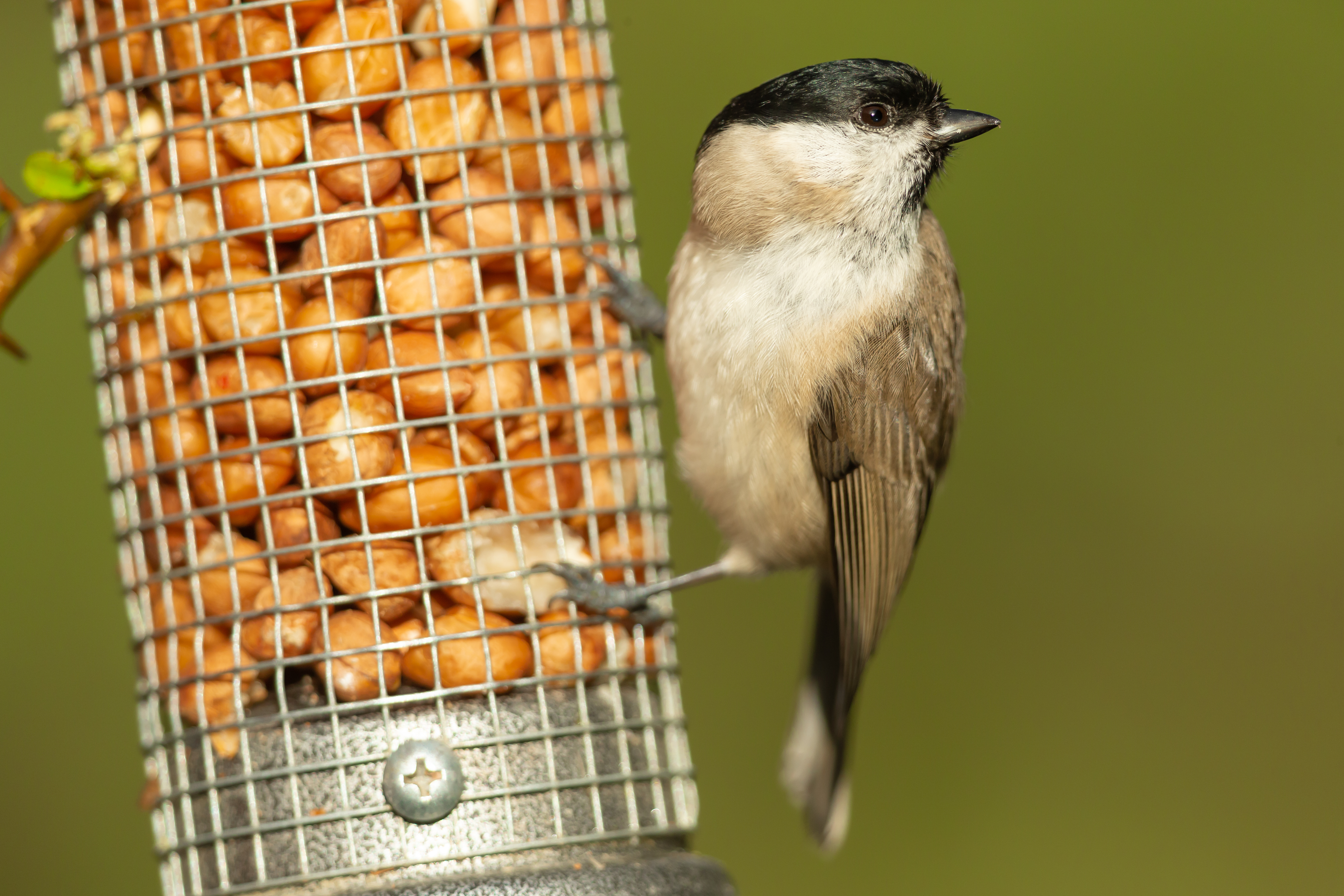 Füttern Sie die Vögel weiterhin, besonders wenn die Temperaturen sinken.