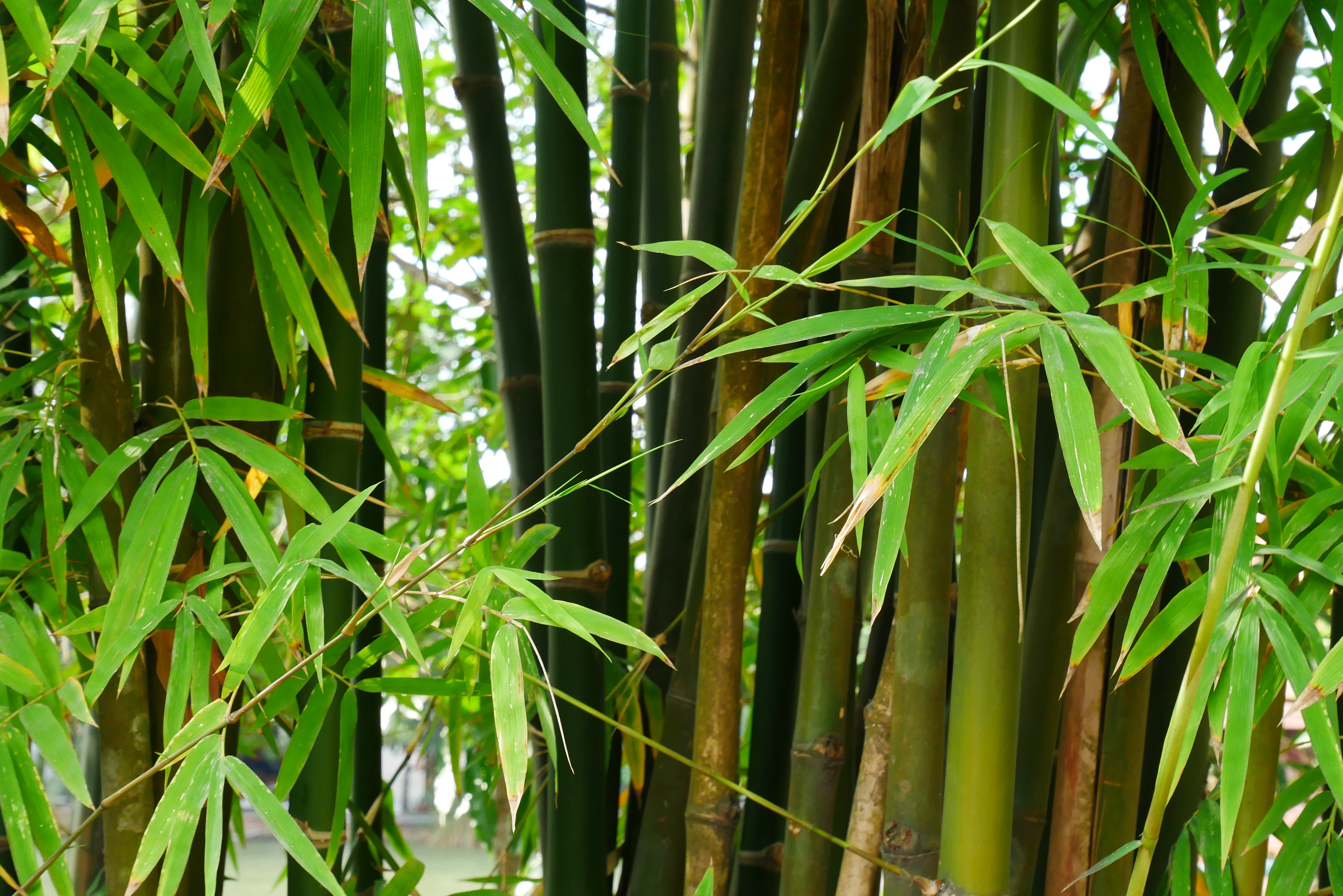 Es kann ein absoluter Albtraum sein, Bambus aus Gärten zu entfernen.