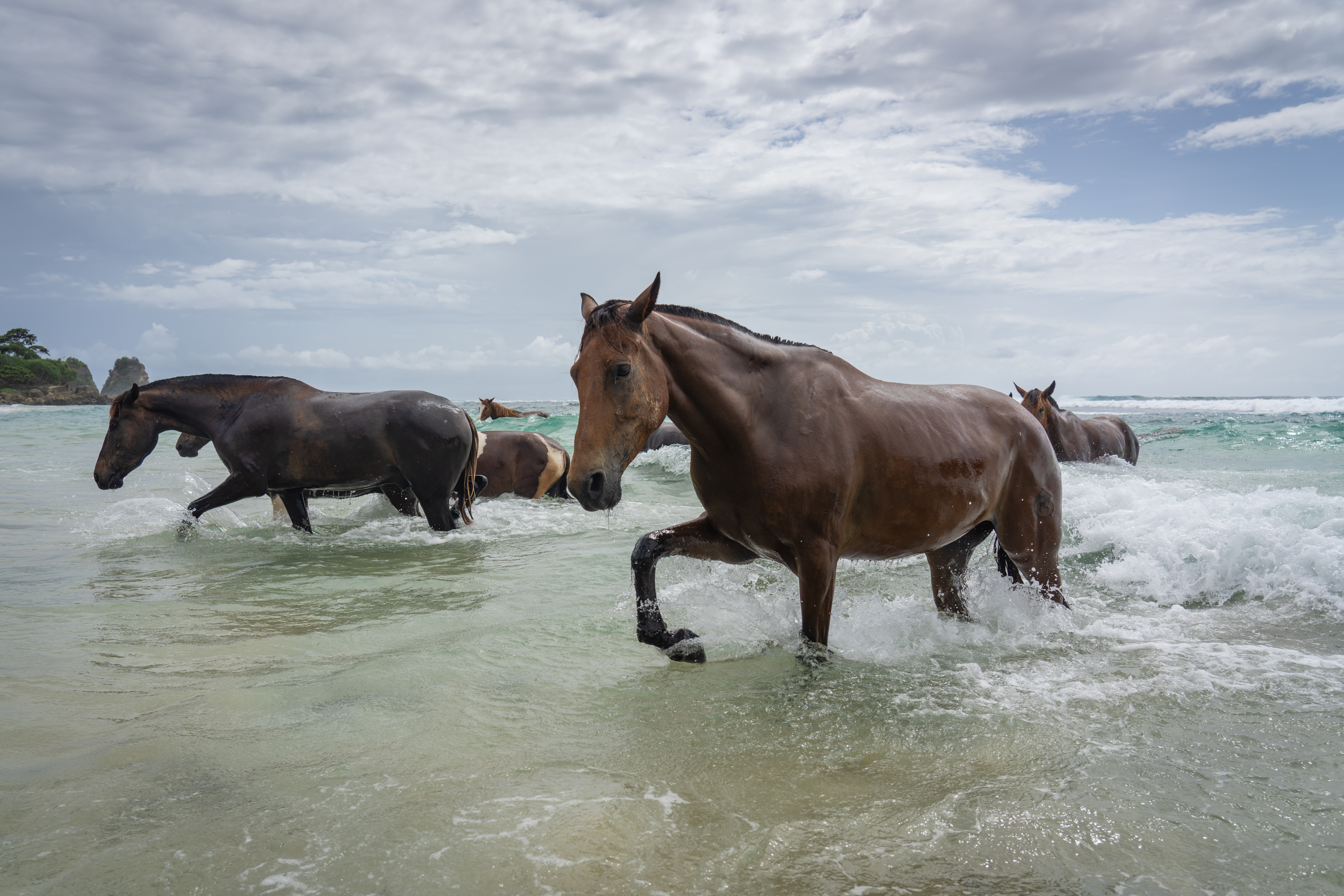 Auch Touristen kommen, um die schwimmenden Pferde zu beobachten