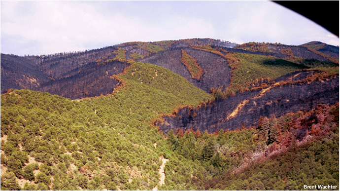 On this image, taken from a training exercise in meteorology on the specialised site MetEd, we can see a fire that completely burned certain zones of the forest and spared others. Sometimes the fire left narrow areas unscathed because of a change in wind direction and the way that embers spread