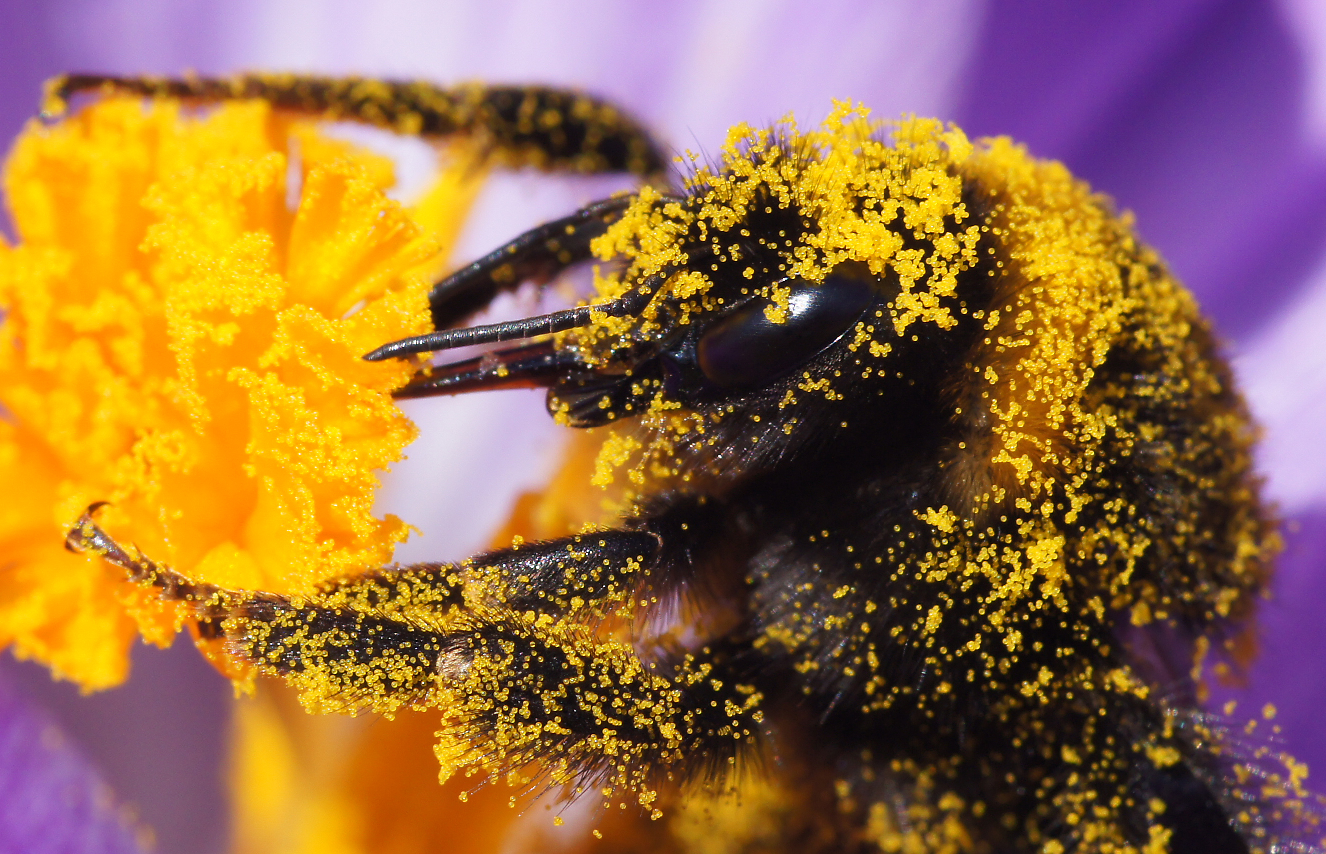 Eine Biene, die vollständig mit Pollen bedeckt ist