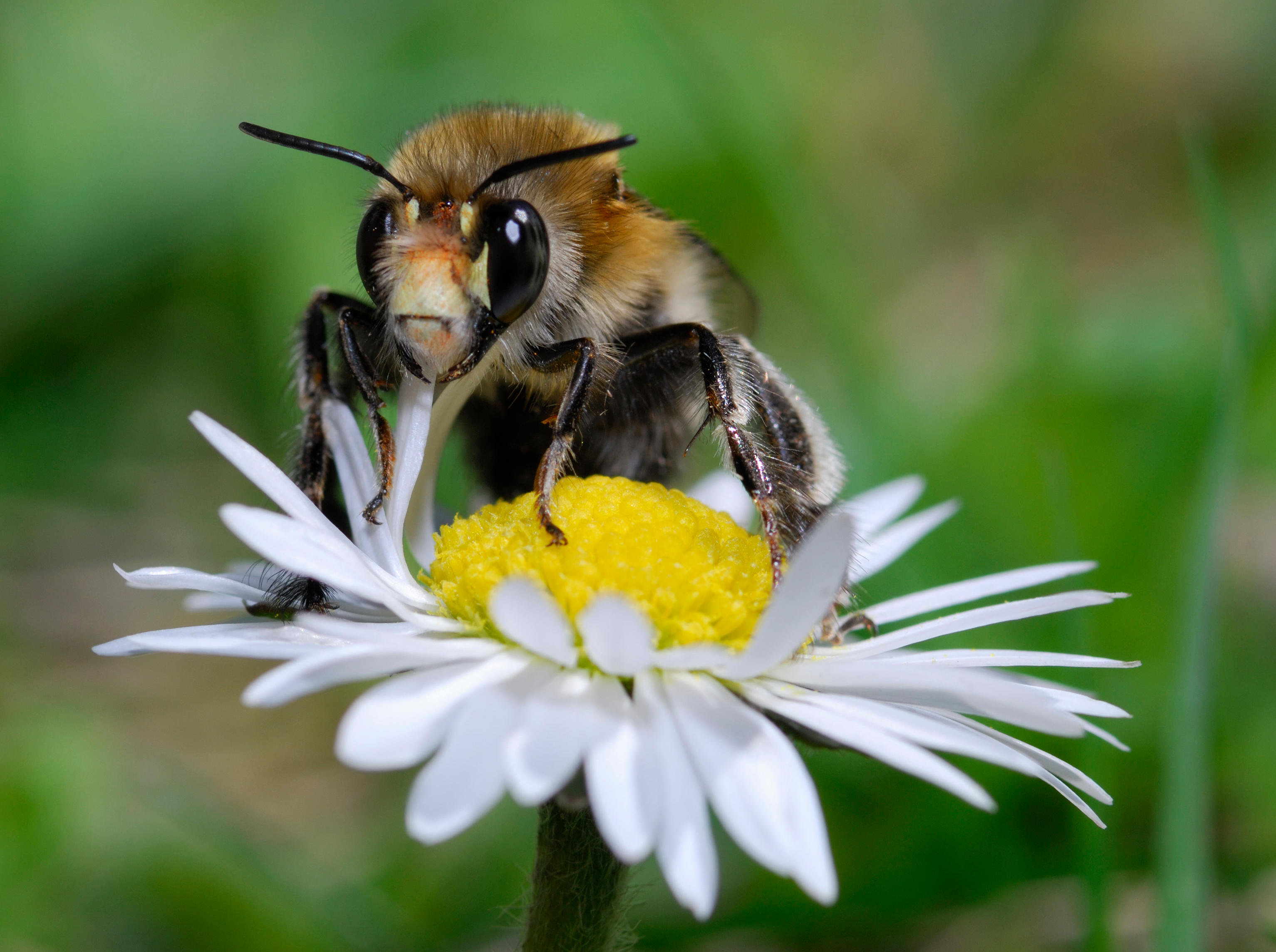 Kümmere dich um die Bienen und sie kümmern sich um uns
