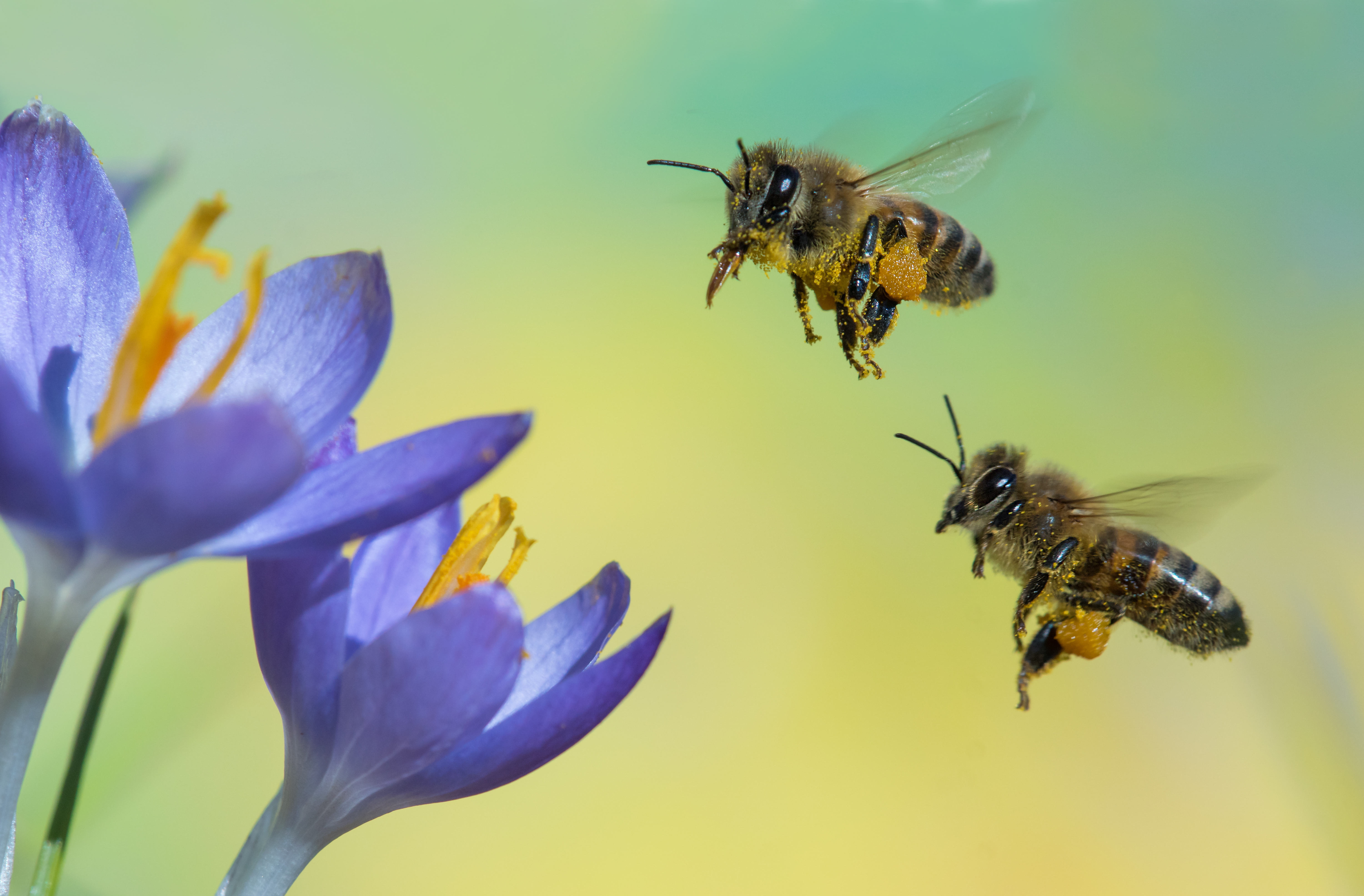 Frühschlüpfende Bienen brauchen Pollen – holen Sie sich also ein paar Frühlingsblumen in Ihren Garten