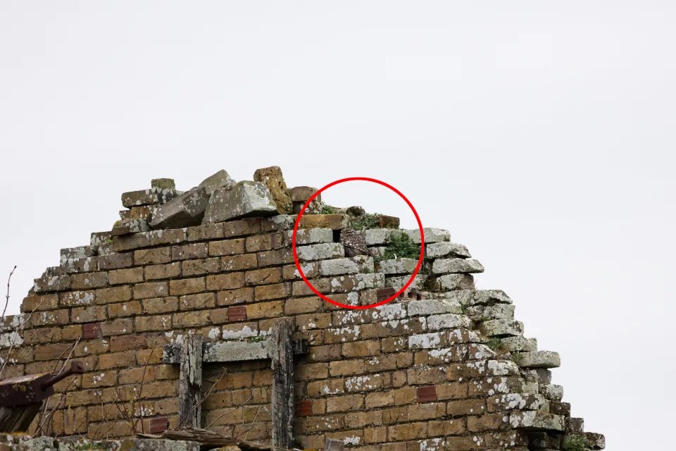 Eine Nahaufnahme des oberen Teils des Bildes zeigt die Eule, die auf dem Gebäude sitzt