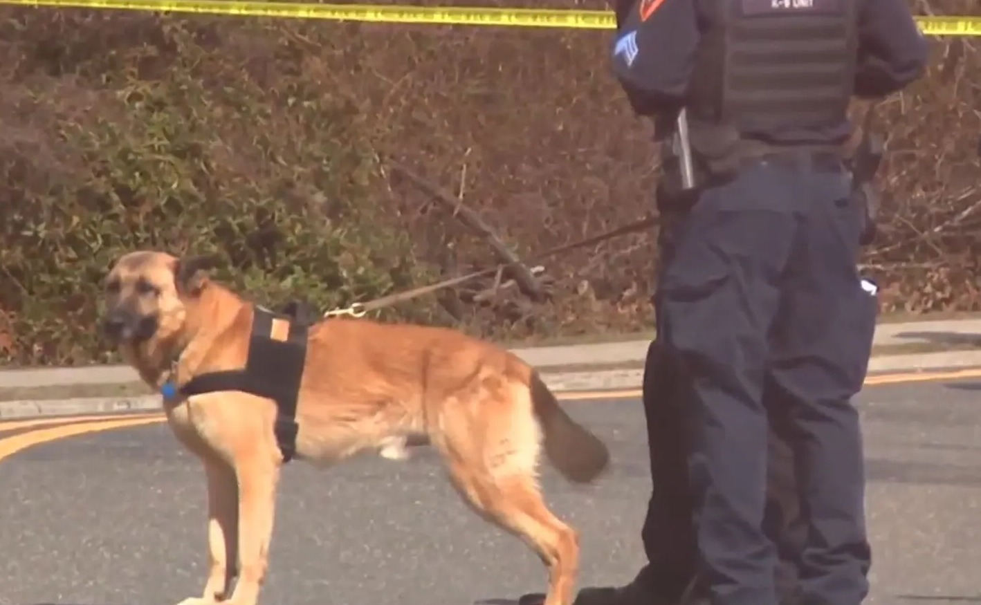 Ein Polizeihund hat in einem großen Park in Babylon ein Bein gefunden, das aus einem Laubhaufen herausragte
