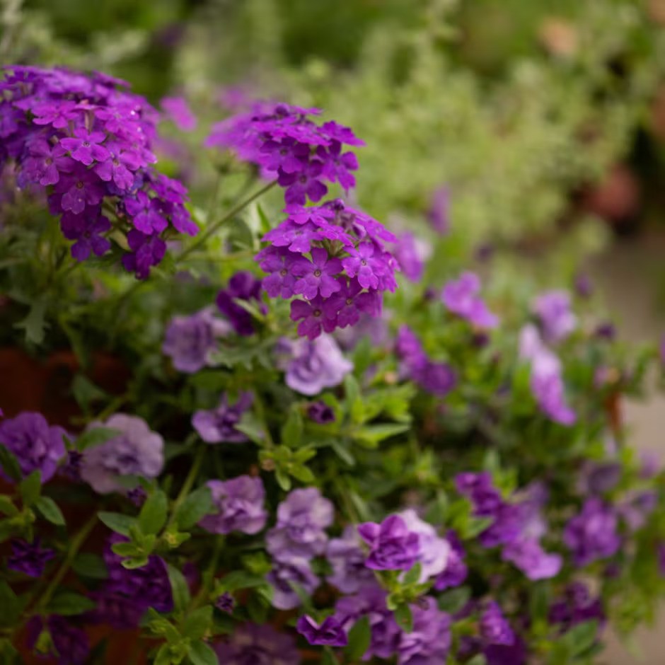 Die Trusted Friend-Kollektion umfasst wunderschöne violette und silberne Farbtöne.