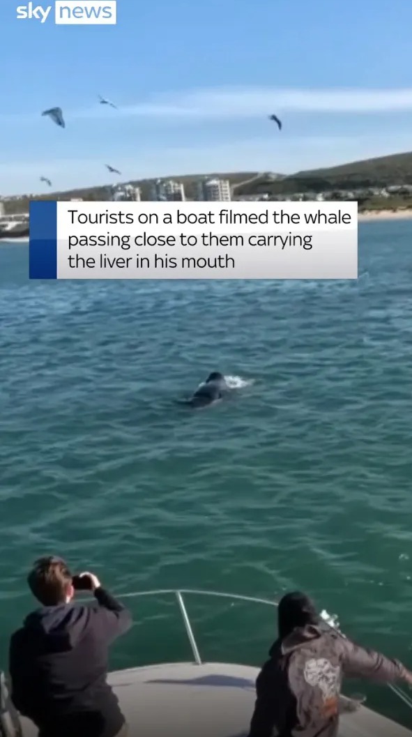 Das Filmmaterial wurde von in der Nähe befindlichen Touristen auf Booten aufgenommen