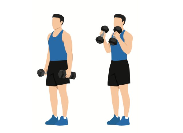 Illustration von Bizeps-Hammercurls, Konzept von Krafttraining für Männer zum Aufbau größerer Arme
