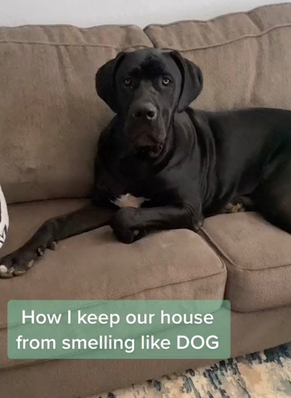 Die Zwei-Zutaten-Lösung verhinderte, dass ihr Haus nach dem Geruch ihrer drei Hunde roch