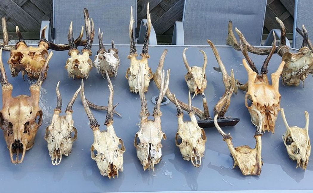 Nach Taylors barbarischen Jagden wurden Schädel von Wildtieren gefunden