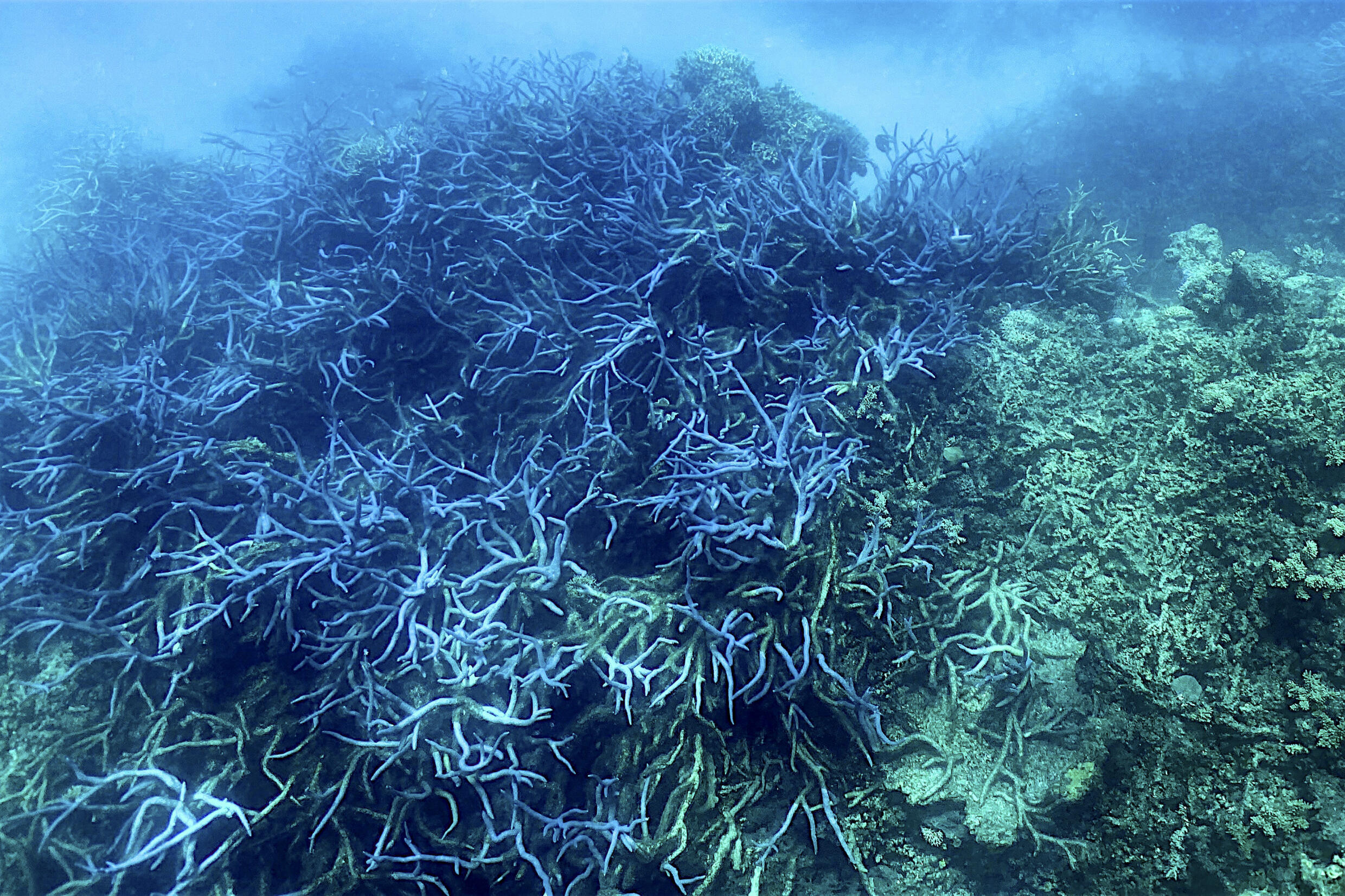 Der Hitzestress am Great Barrier Reef dürfte sich in den kommenden Wochen verschlimmern, sagte ein Korallenriff-Wissenschaftler gegenüber AFP