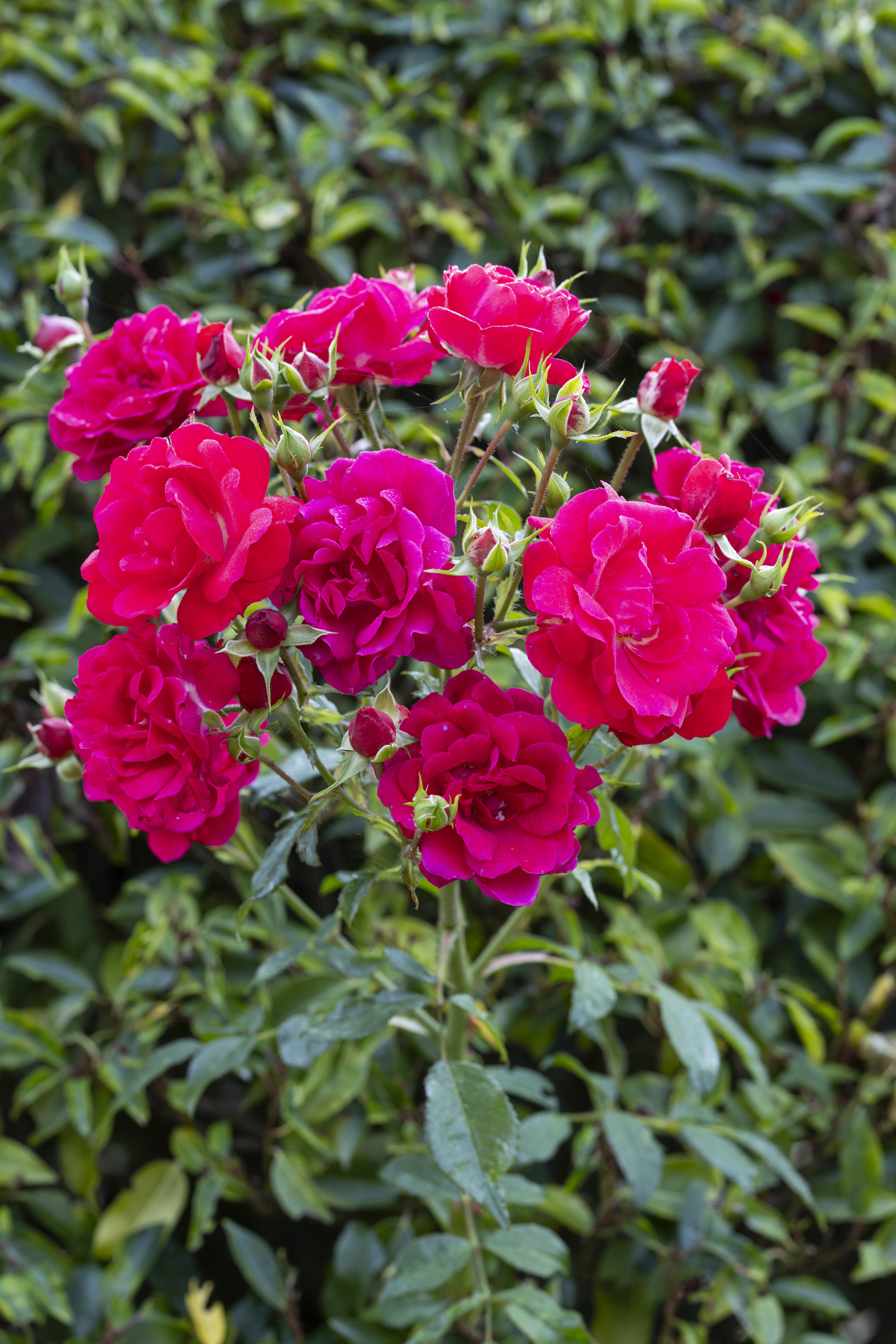Sun Gardening-Leser können eine Raspberry Royale Rose kaufen und ZWEI GRATIS erhalten