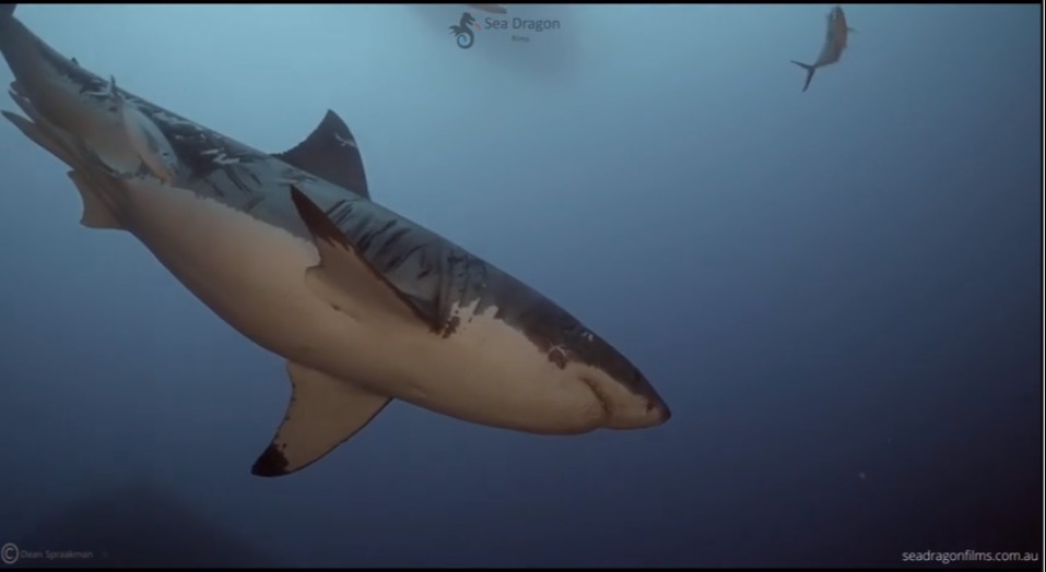 Der misshandelte Hai wurde durch seine Narben bekannt