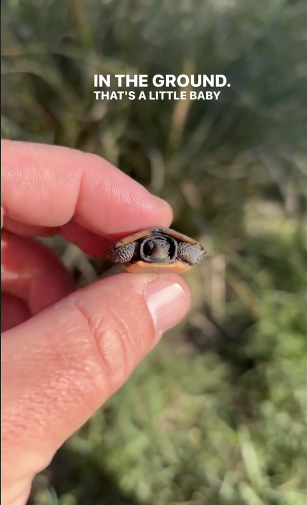 Diese winzige Schildkröte ist selbst für den aufmerksamsten Betrachter schwer zu erkennen