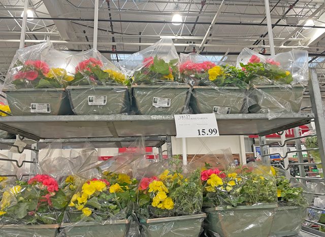 Ausstellung von 10-Zoll-Blütengärten bei Costco Wholesale