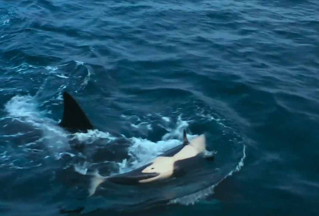 Dies war der Moment, in dem die beiden erwachsenen Orcas das Kalb angriffen, das auf dem Rücken des Killerwals rollte